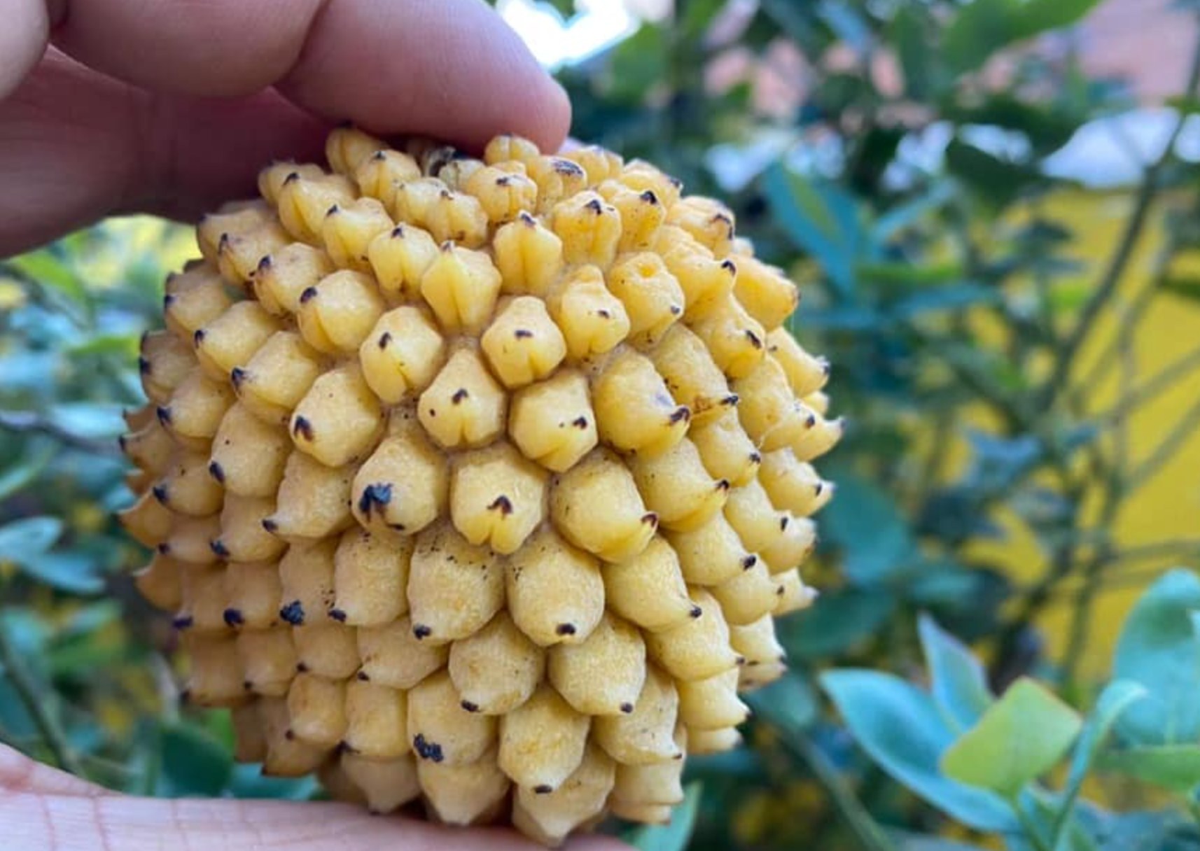 Annona jahnii - 1 fresh seed / 1 frischer Samen