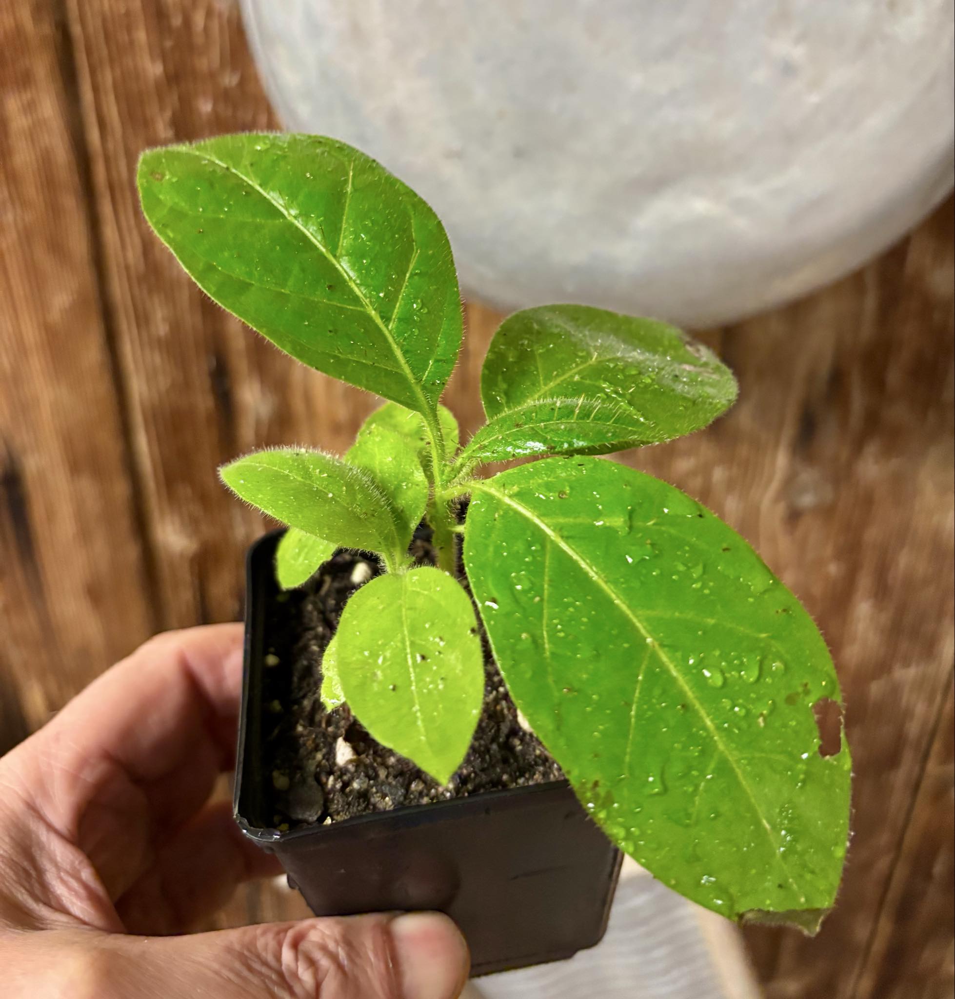 Solanum rumpincola - 1 small potted seedling / 1 kleiner, getopfter Sämling