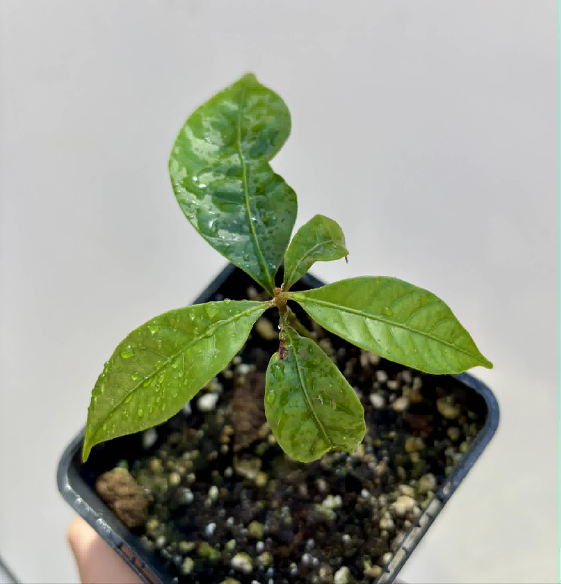 Pouteria bangii - 1 potted plant / 1 getopfte Pflanze