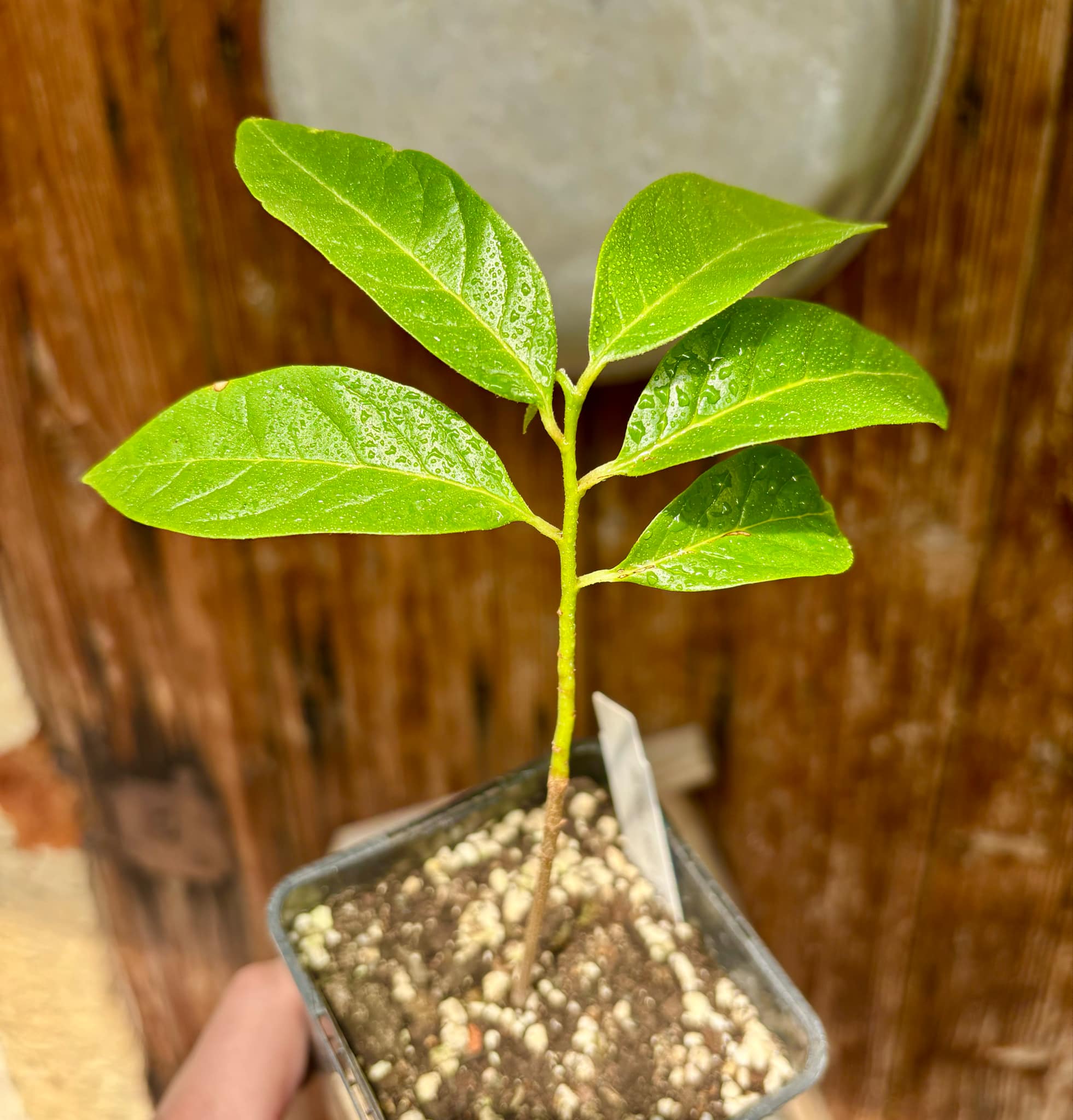 Annona reticulata big pink-red variety - 1 potted plant / 1 getopfte Pflanze