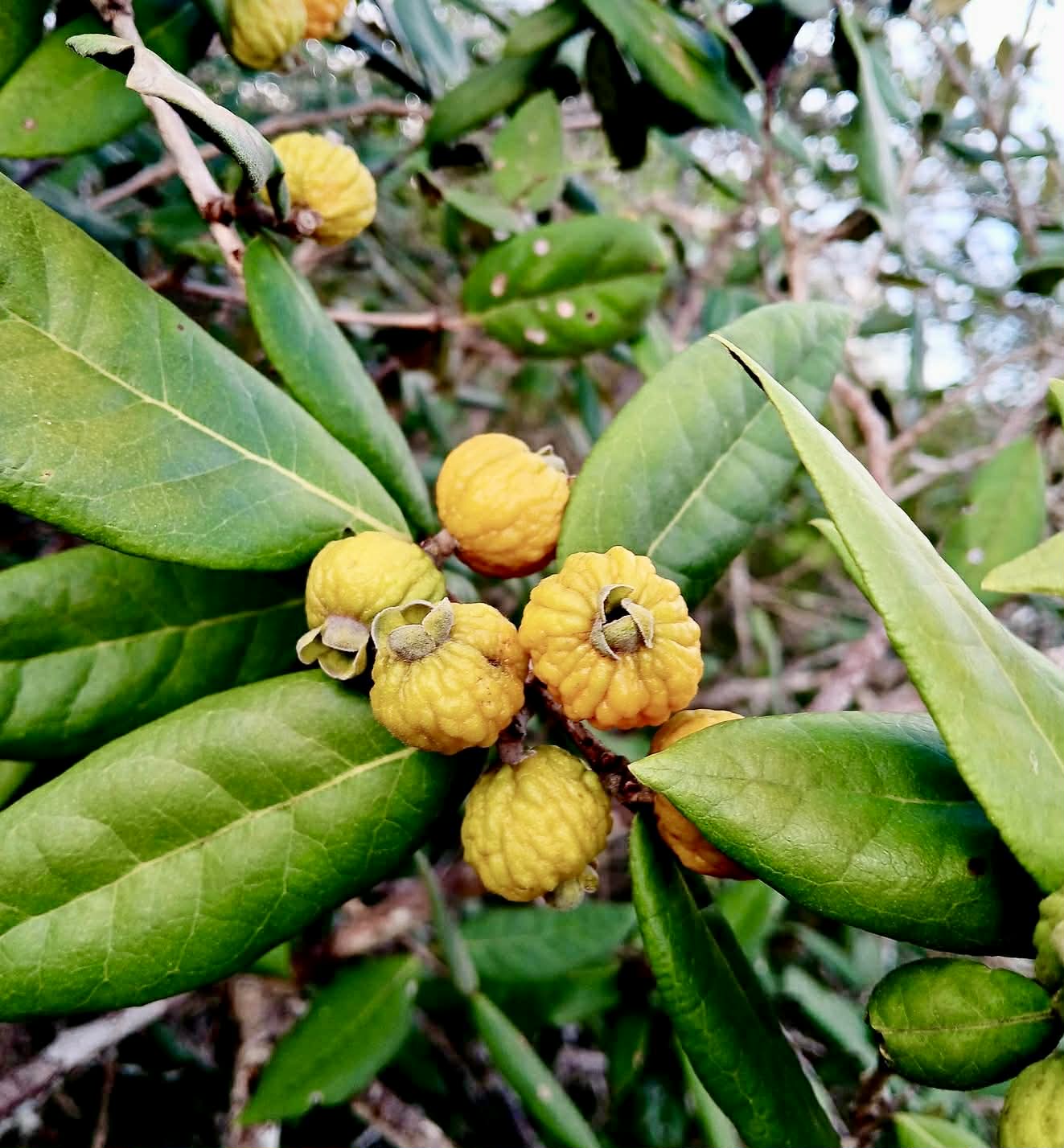 Pre Order - Eugenia sp Laranja Caetite -  1 fresh seed / 1 frischer Samen