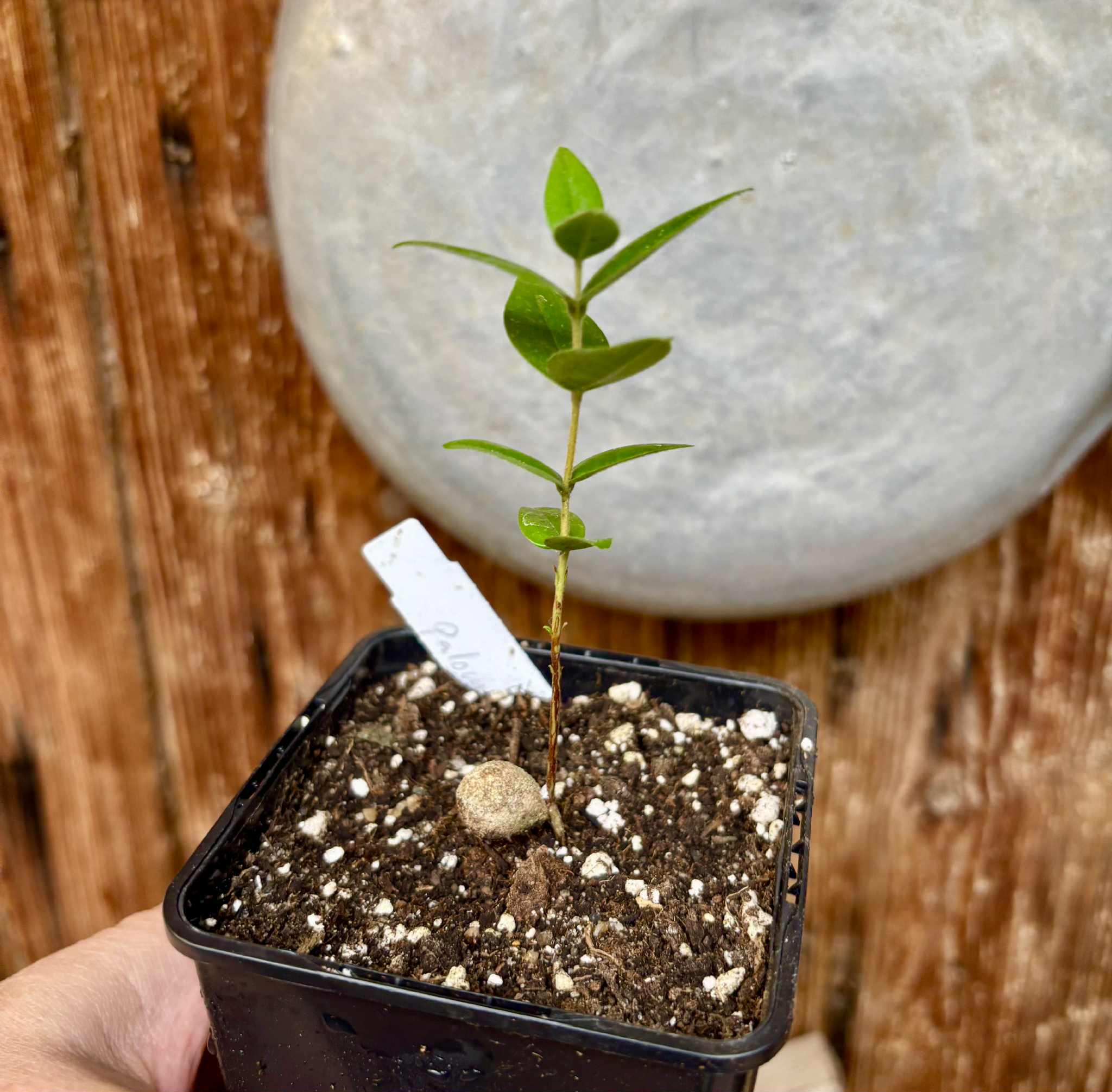 Eugenia sp Palometa - 1 potted seedling / 1 getopfter Sämling Eugenia sp Palometa - 1 potted seedling / 1 getopfter Sämling