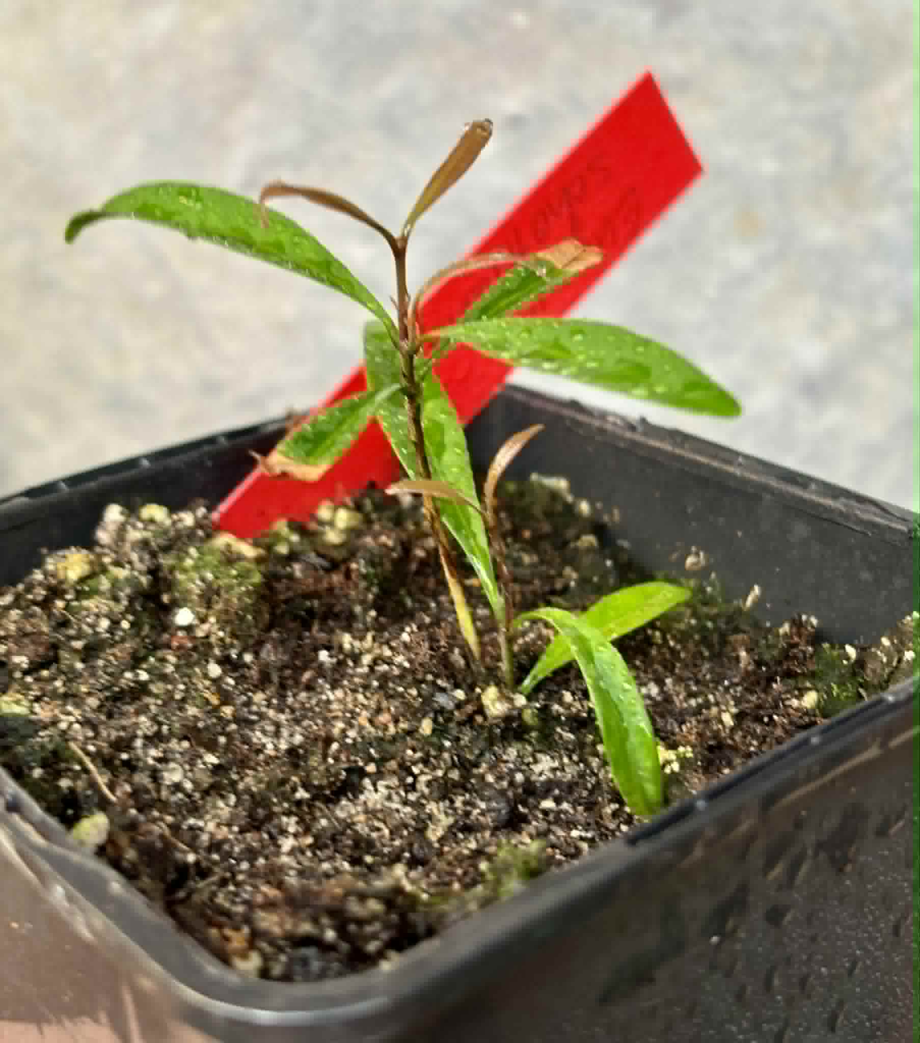 Eugenia schottiana -  1 small potted seedling / 1 kleiner, getopfter Sämling