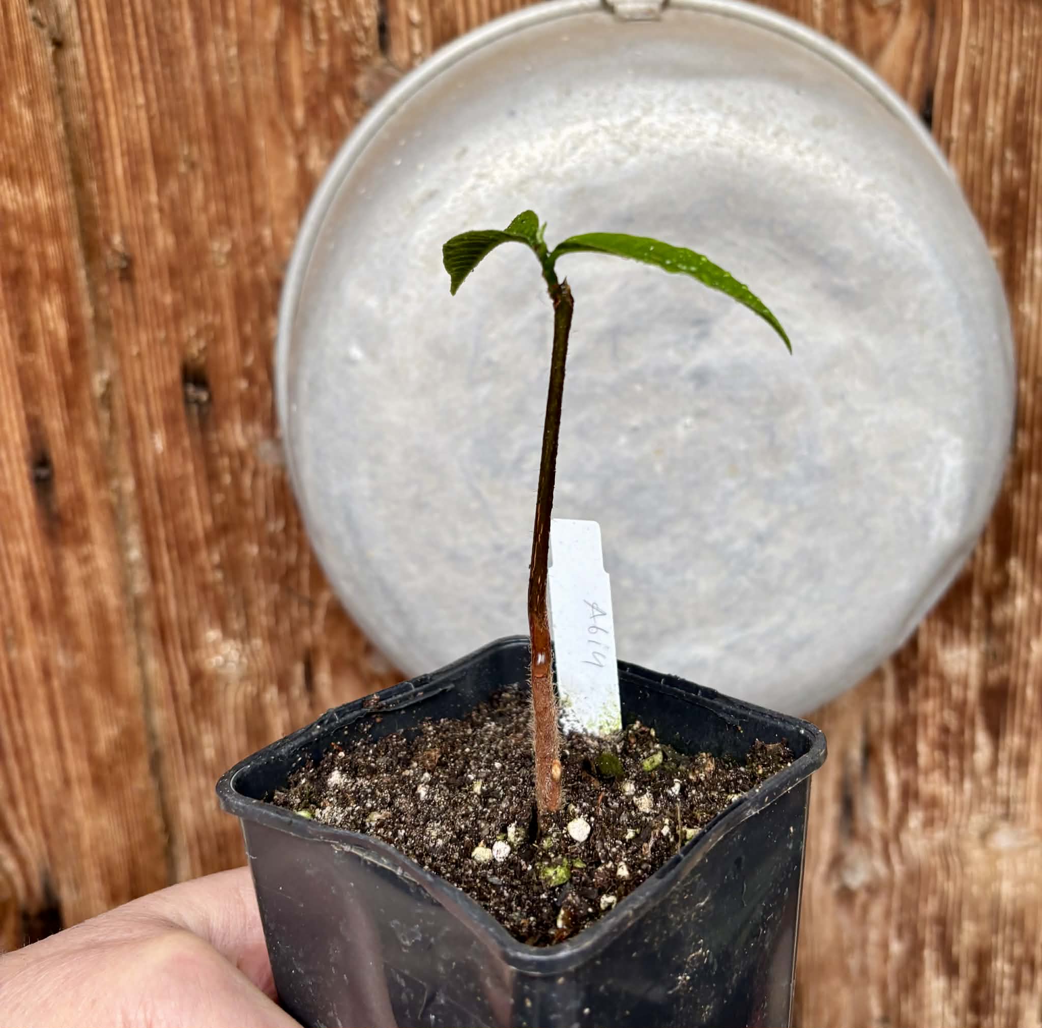 Abiu (Pouteria caimito) - 1 potted plant / 1 getopfte Pflanze