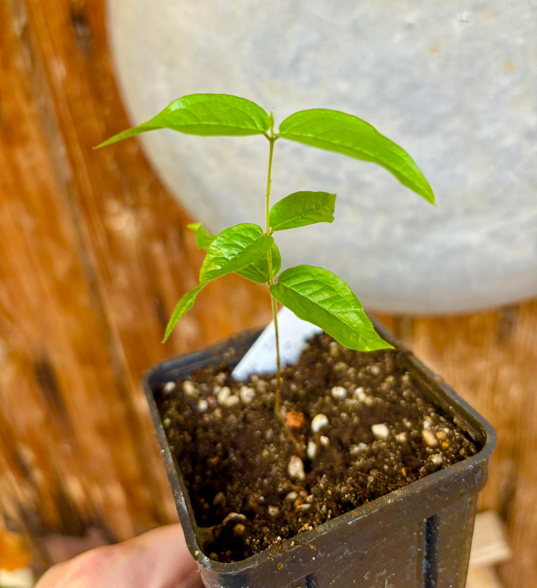 Jaboticaba - Plinia sp T13 - Phitrantha Pink Rosa x unknown Plinia - 1 small potted plant / 1 kleine getopfte Pflanze
