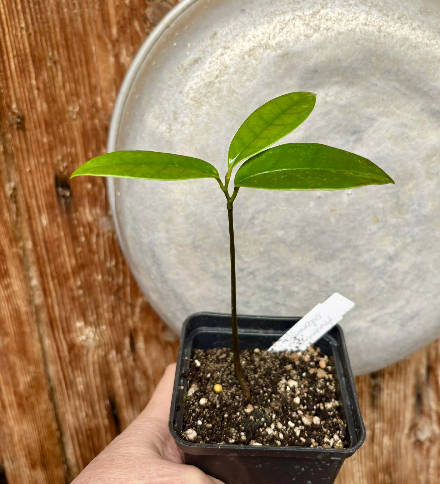 the best Annona - Annona salzmannii - 1 potted seedling / 1 getopfter Sämling