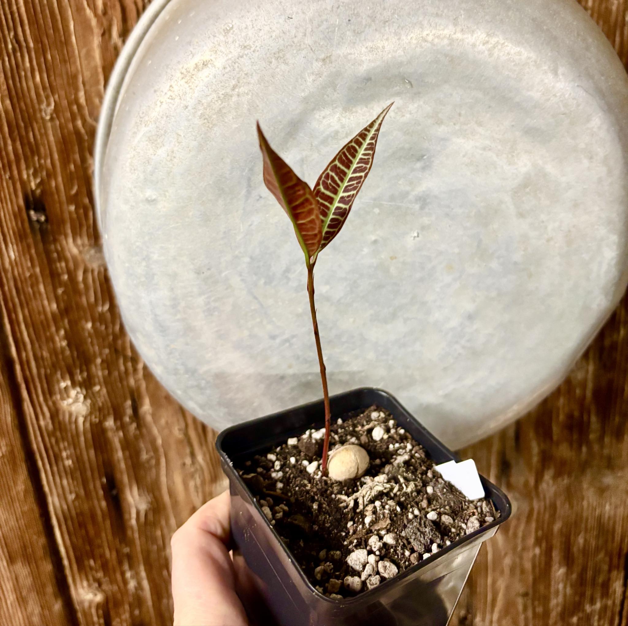 Eugenia sp Labisia -  1 potted seedling / 1 getopfter Sämling