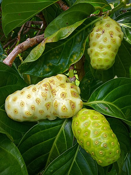 Noni (Morinda citrifolia) 1 seedling / 1 Sämling