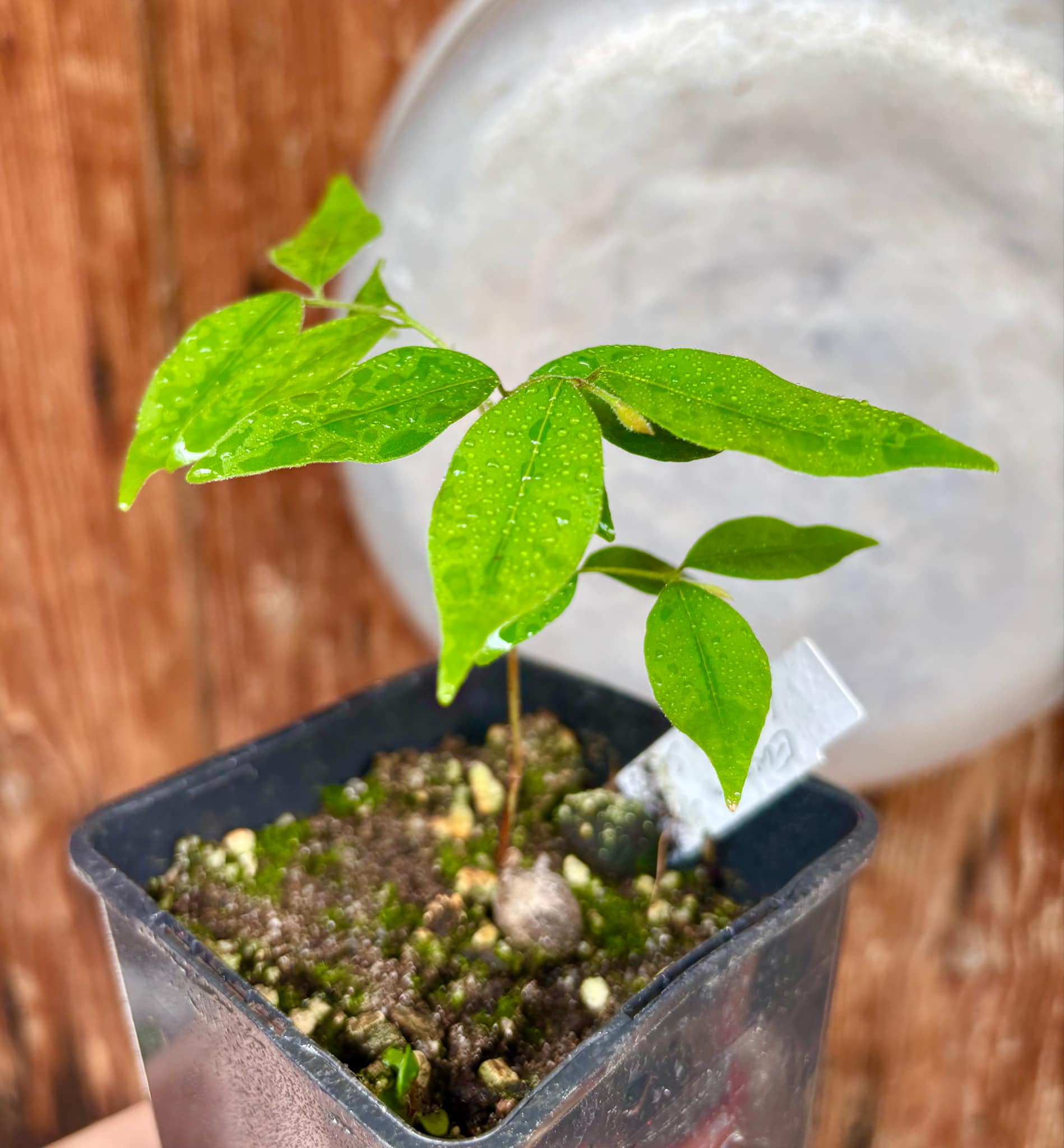 Eugenia sp Guajuba suave -  1 potted seedling / 1 getopfter Sämling