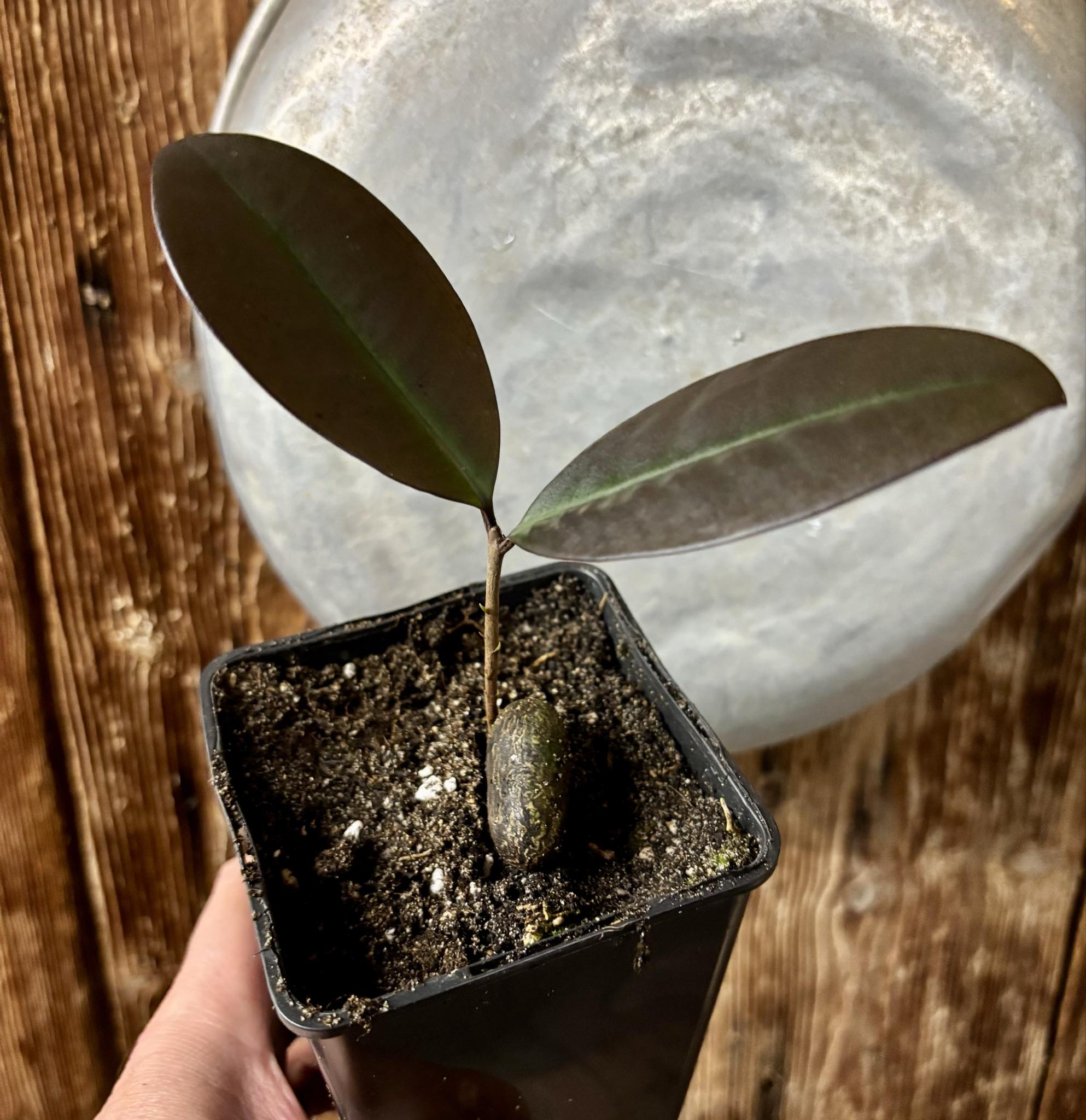 Eugenia sp Essencia negra - 1 potted seedling / 1 getopfter Sämling