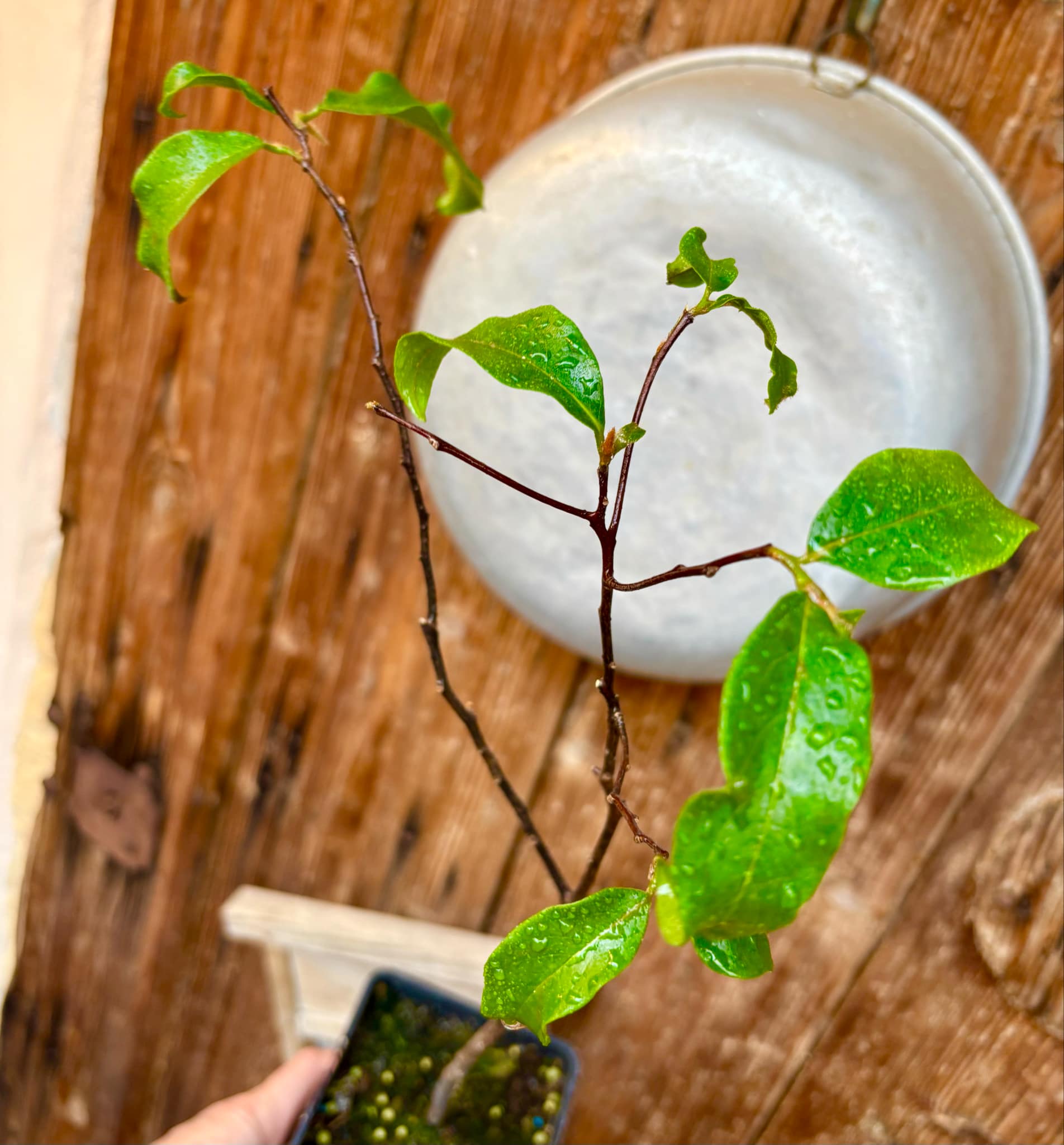 Gold Apple (Diospyros decandra) - 1 potted plant / 1 getopfte Pflanze