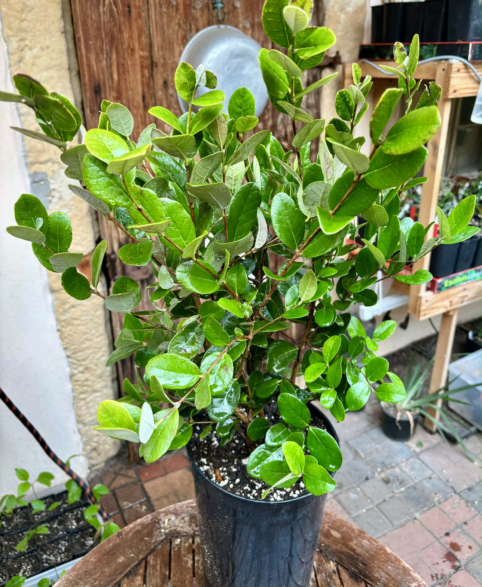 4 years old - Feijoa (Acca sellowiana)  - 1 potted plant / 1 getopfte Pflanze