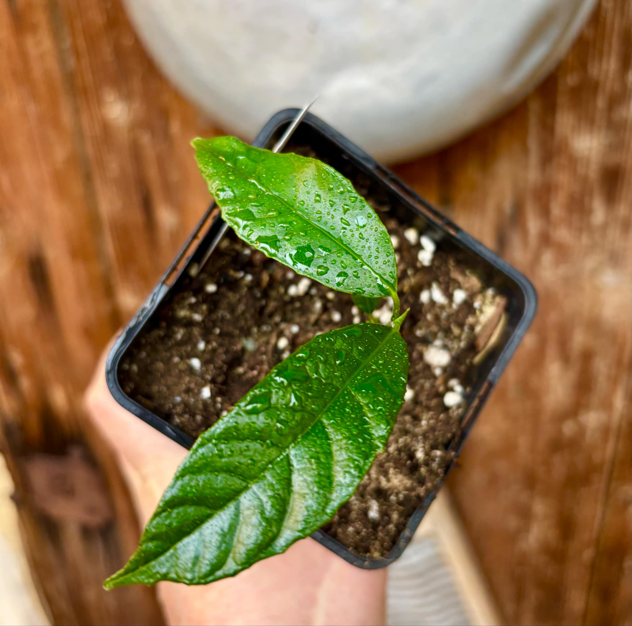 Artocarpus lacucha - Lakoocha - 1 small potted plant / 1 kleine, getopfte Pflanze Artocarpus lacucha - Lakoocha - 1 small potted plant / 1 kleine, getopfte Pflanze