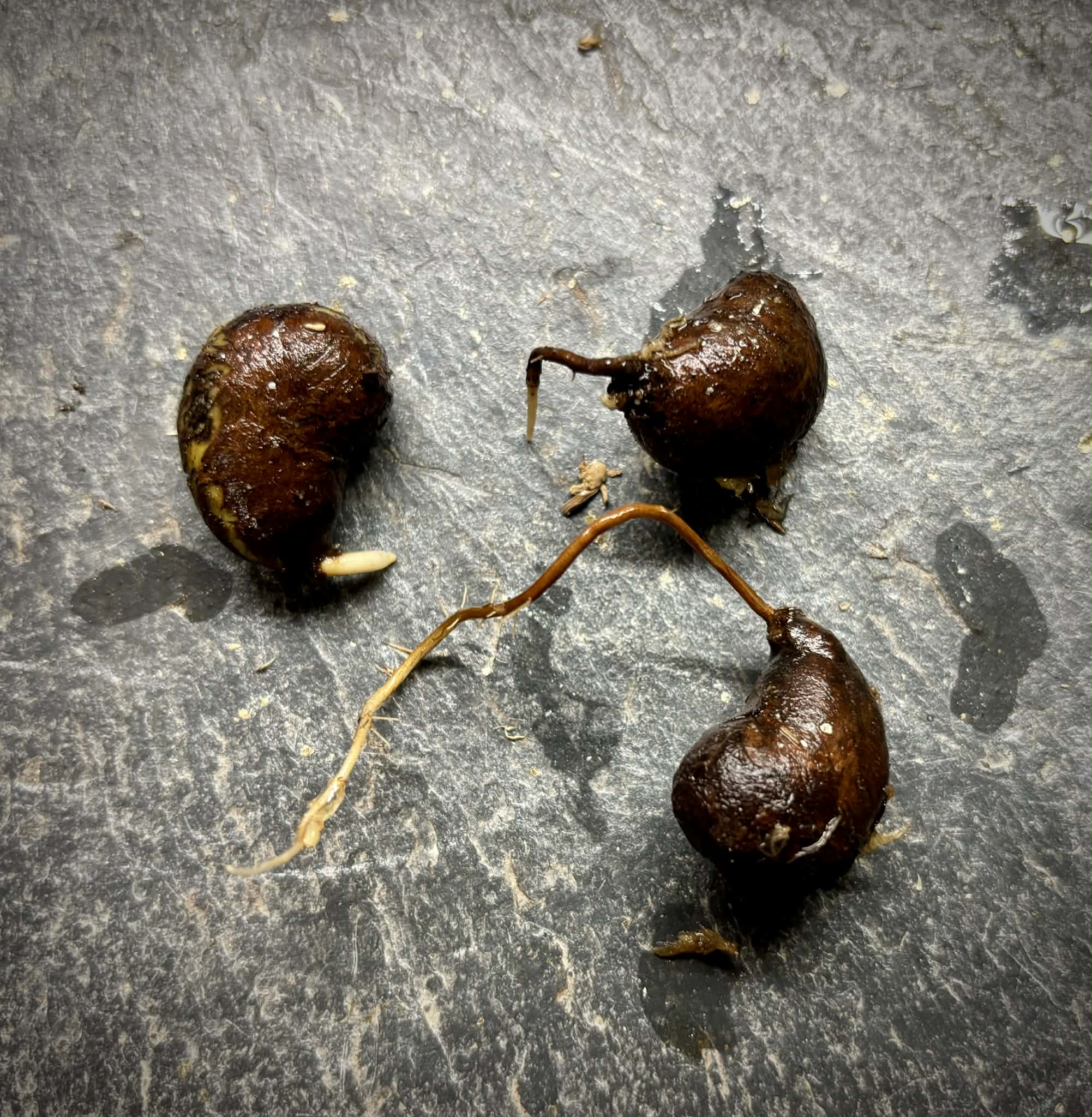 Eugenia sp Vinacea - 1 germinated seed / 1 gekeimter Samen