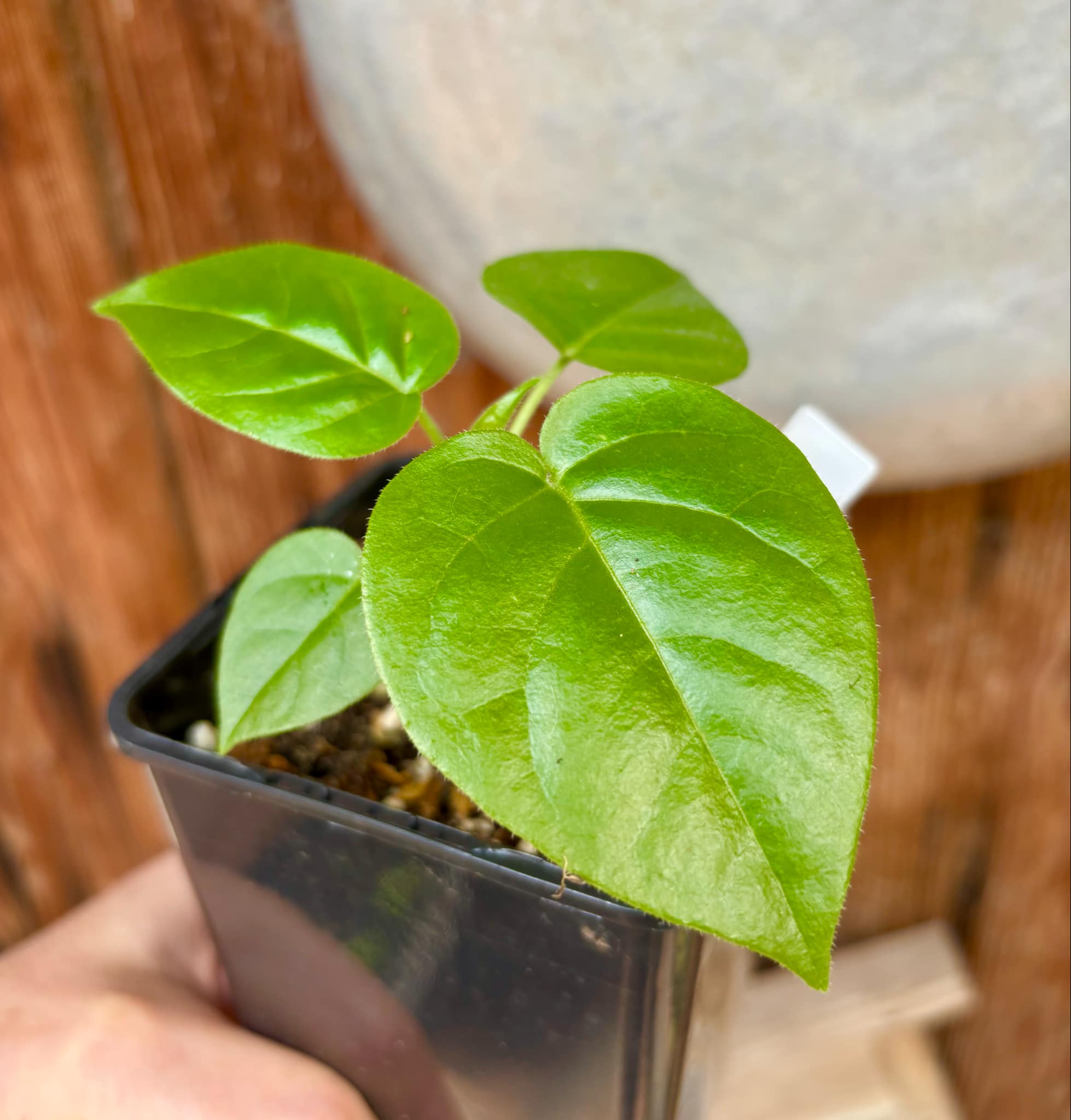 Guava Tamarillo (Solanum diploconos) - 1 small potted seedling / 1 kleiner, getopfter Sämling Guava Tamarillo (Solanum diploconos) - 1 small potted seedling / 1 kleiner, getopfter Sämling