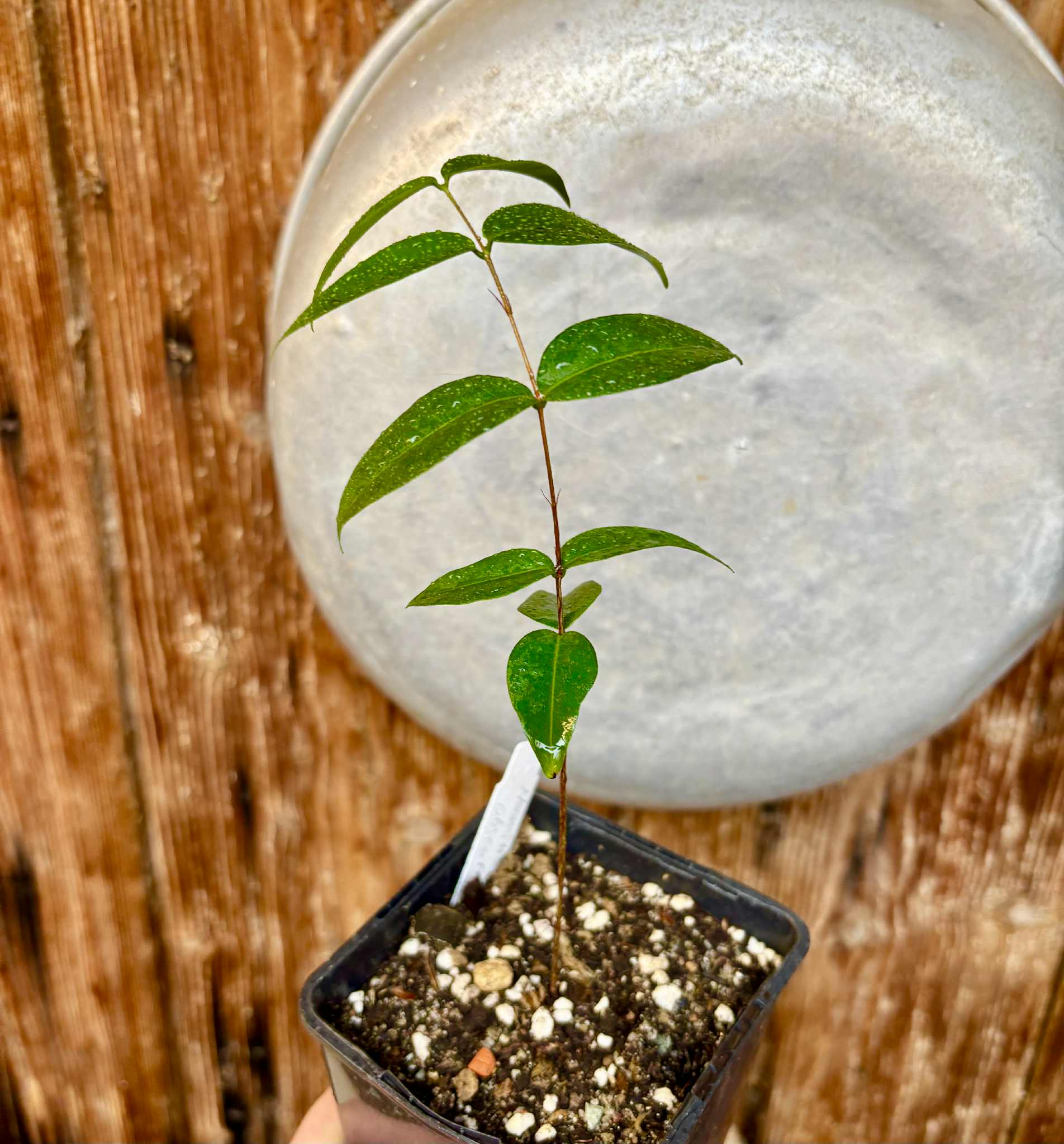 Neomitranthes obscura - 1 potted seedling/ 1 getopfter Sämling