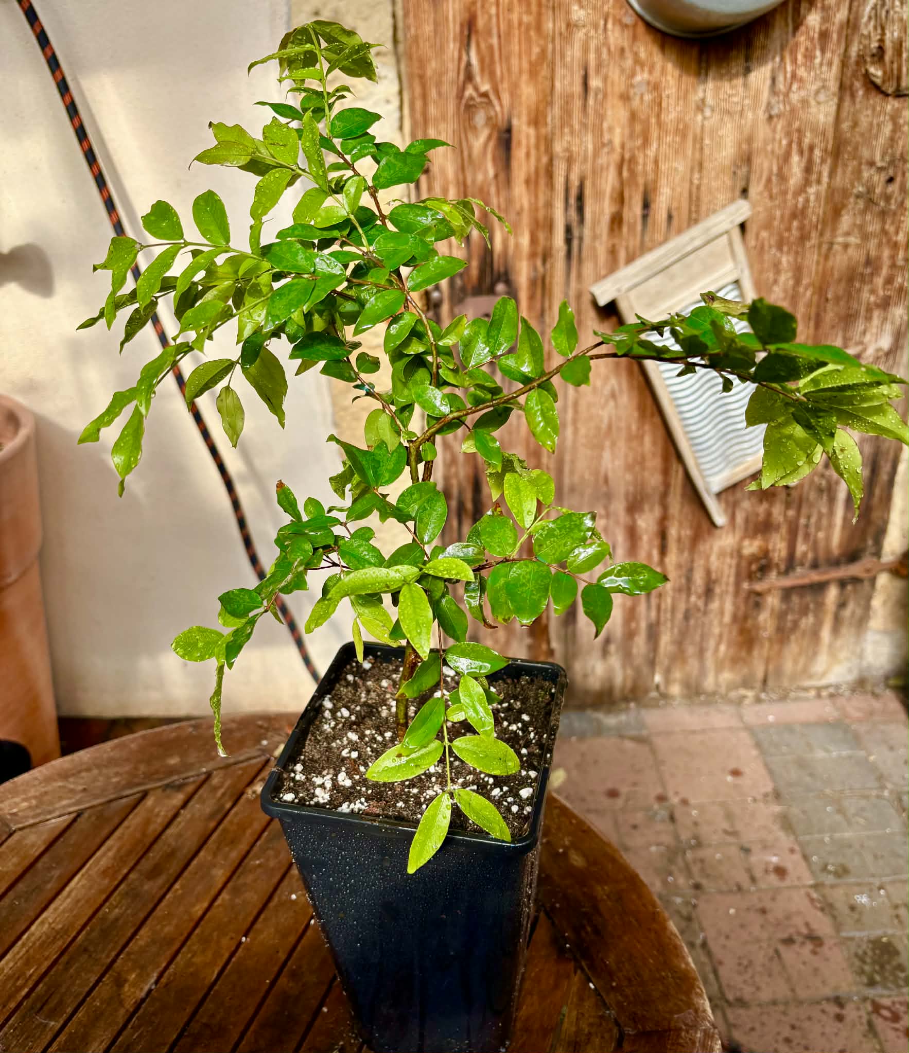 3 years old - Jaboticaba Sabara (Plinia cauliflora) Nr. B  - 1 potted plant / 1 getopfte Pflanze