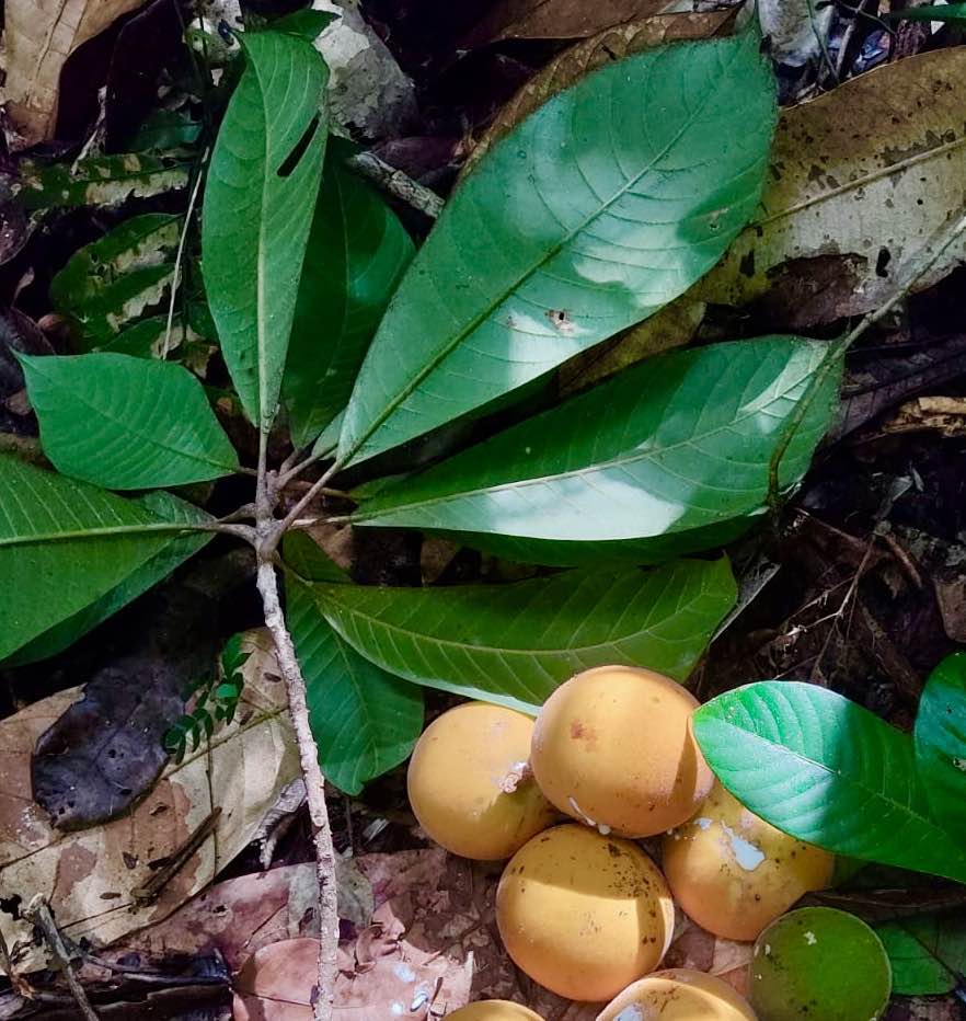 Pouteria torta var. BIG Sul da Bahia  -  1 fresh seed / 1 frischer Samen