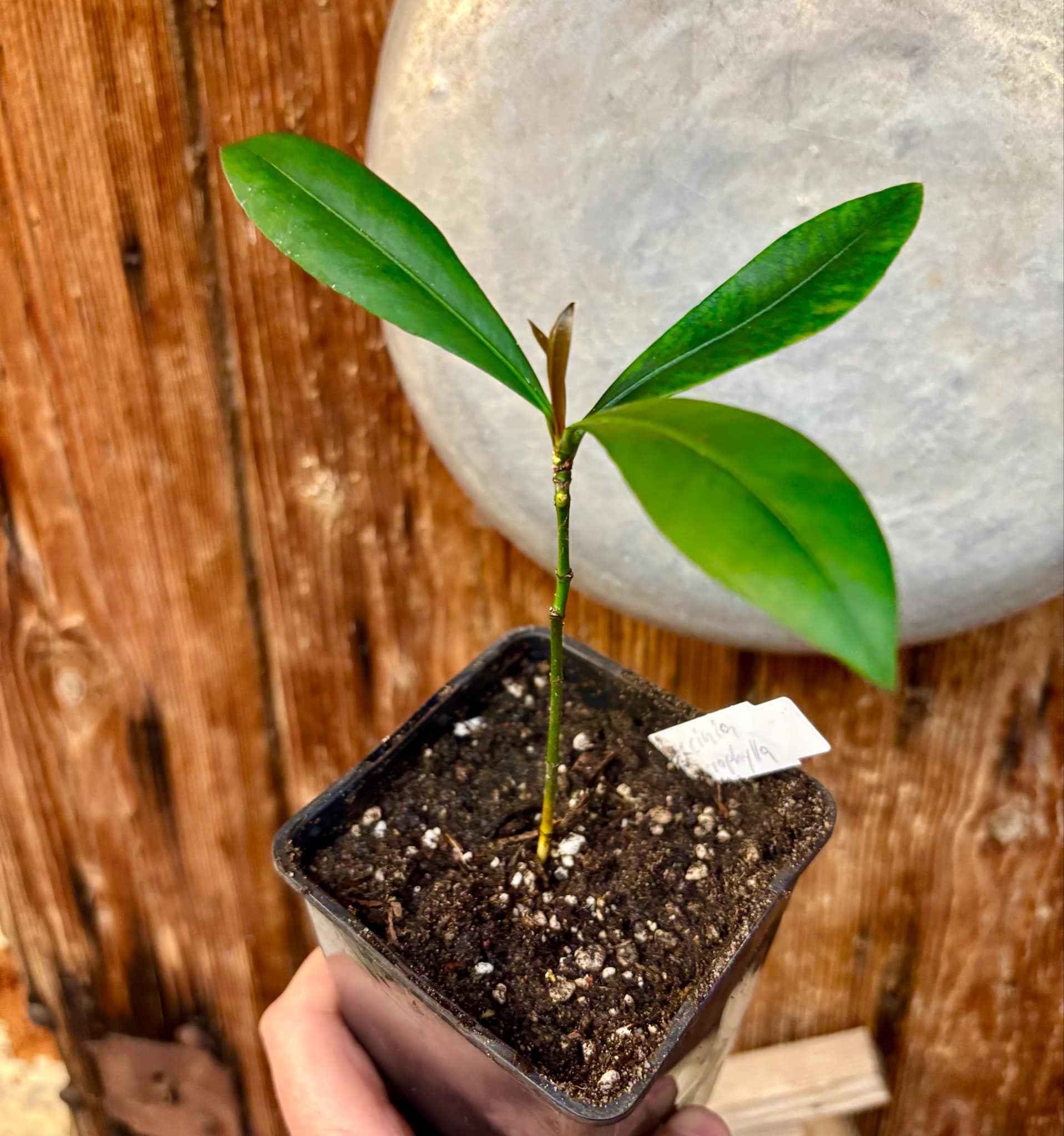 Garcinia macrophylla - 1 potted seedling / 1 getopfter Sämling