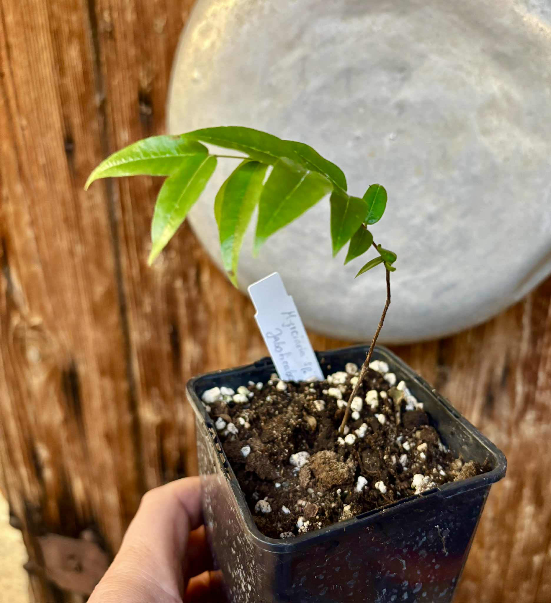 Myrciaria sp Jaboticaba - 1 potted plant / 1 getopfte Pflanze