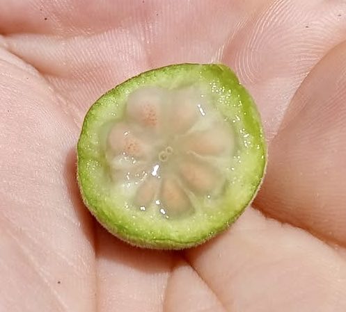 Campomanesia sessiliflora var. Bullata -  1 fresh seed / 1 frischer Samen