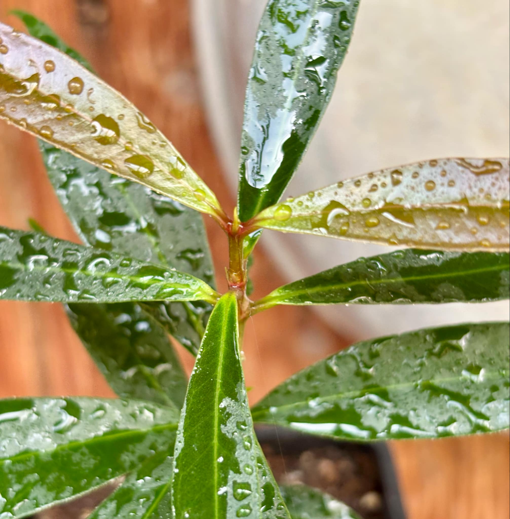 Eugenia sp Jambo da Mata -  1  potted seedling / 1 getopfter Sämling