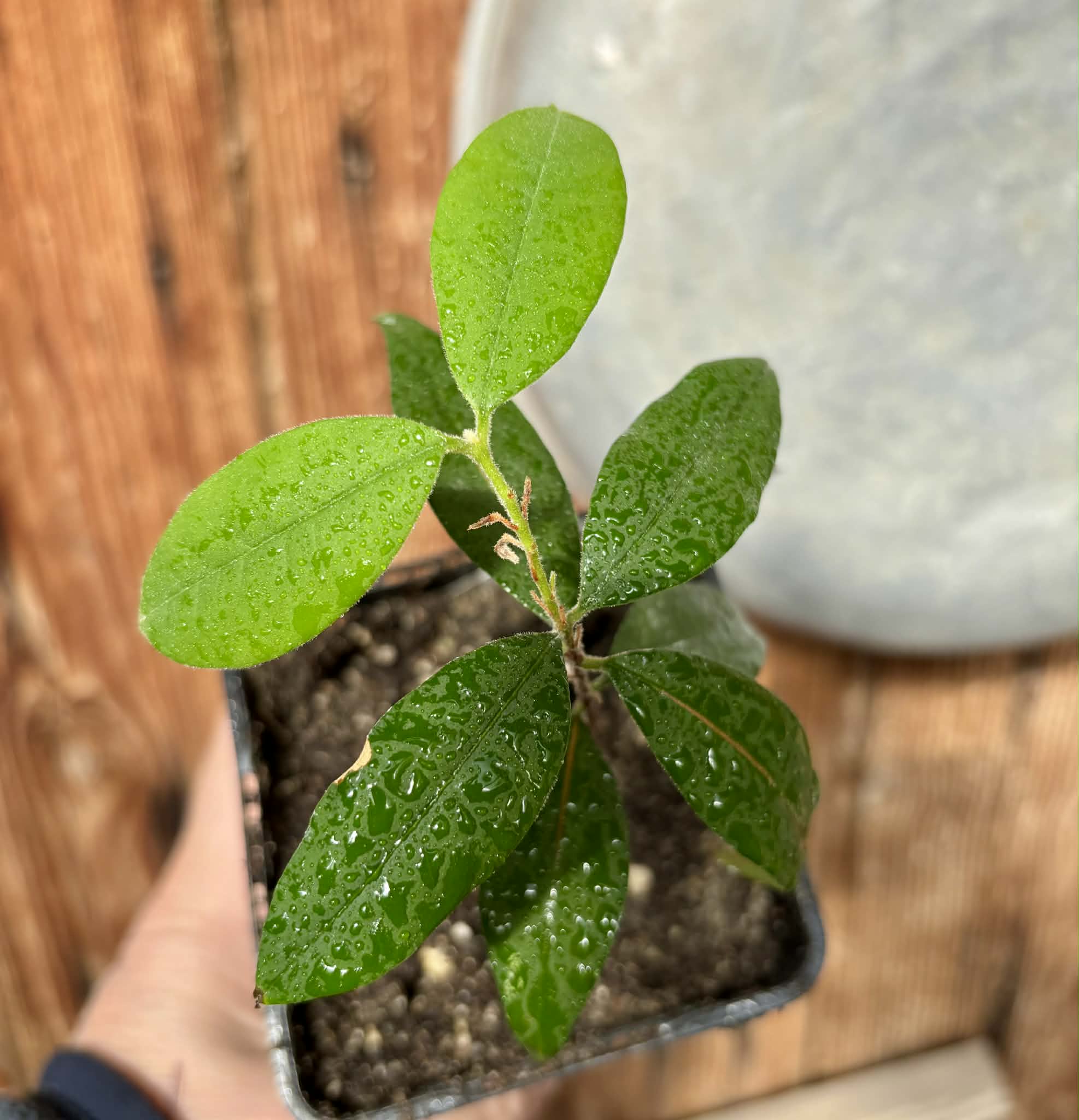 Pitanga de Perdez - Eugenia observa - 1 potted plant / 1 getopfte Pflanze