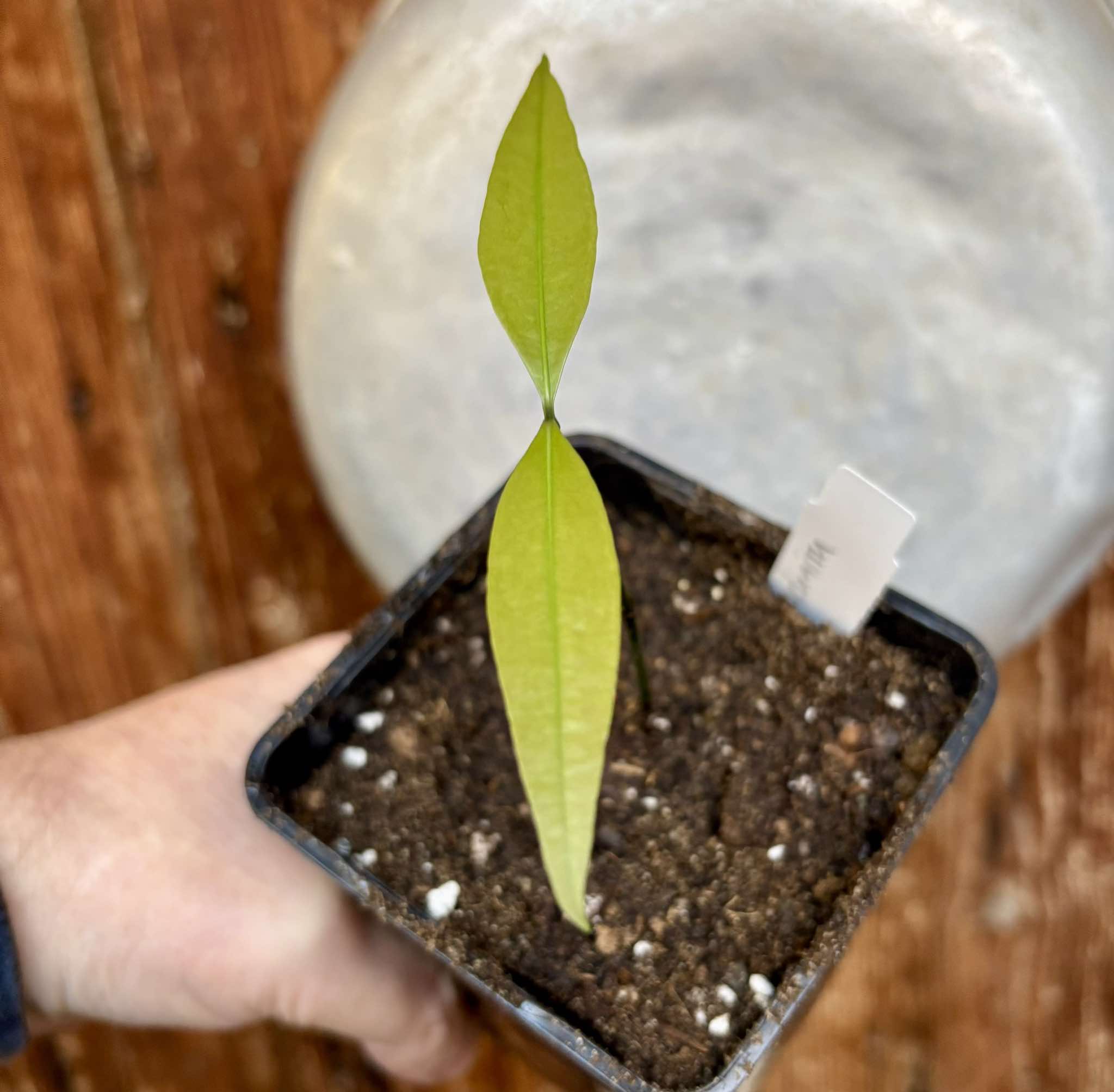 Garcinia humilis  - Achachairu - 1 potted plant / 1 getopfte Pflanze