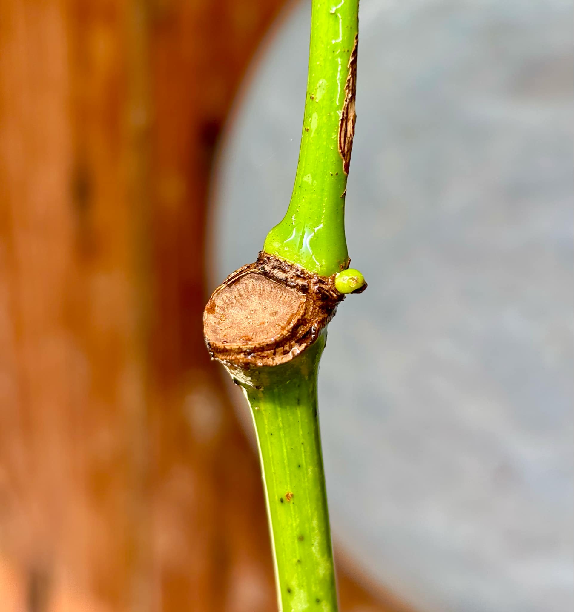 Sarawak Pepper  (Piper nigrum) - 1 potted plant / 1 getopfte Pflanze