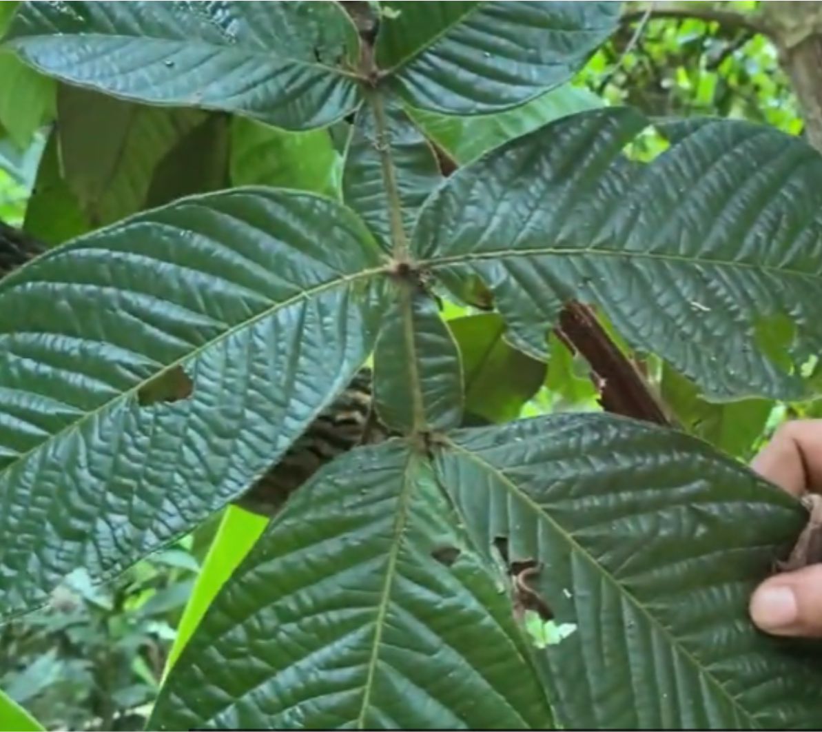 Inga velutina  - 1 fresh seed / 1 frischer Samen