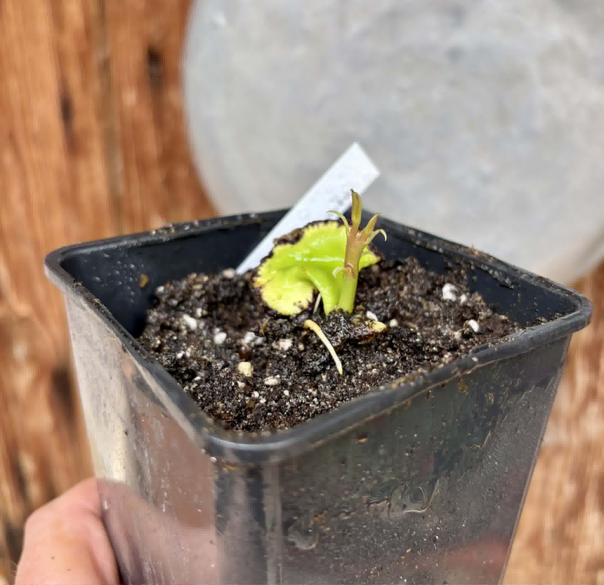Jambu Bol Jamaika (Syzygium malaccense) - 1 potted seedling / 1 getopfter Sämling