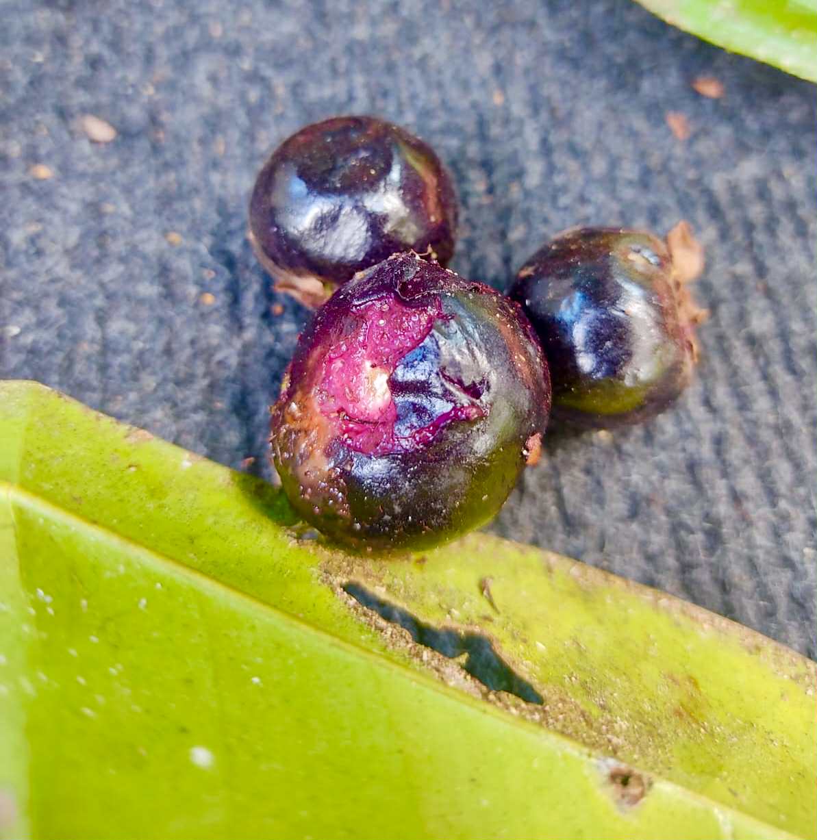 Eugenia sp Ametista - 1 fresh seed / 1 frischer Samen