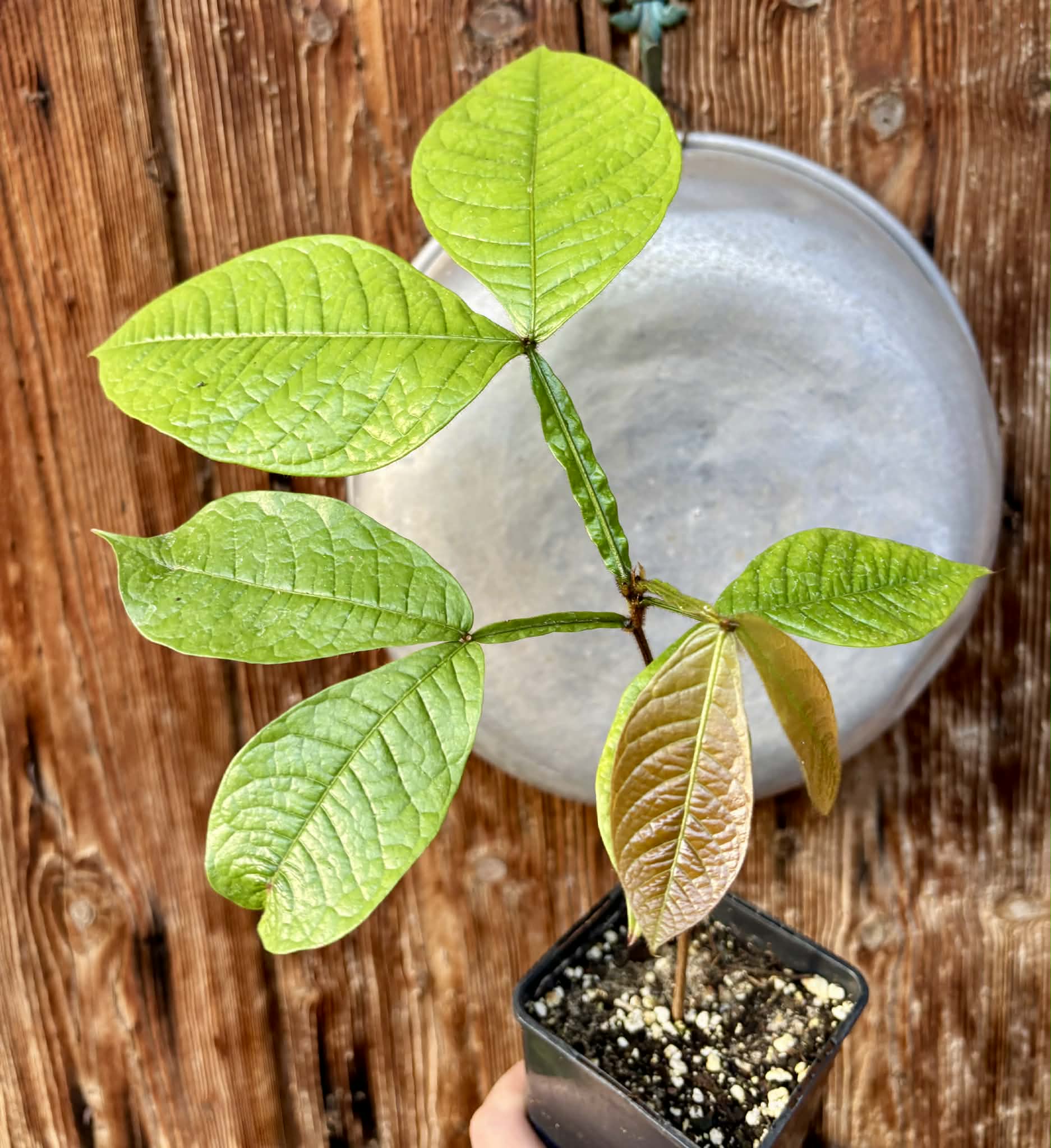 Inga aptera  - 1 potted plant / 1 getopfte Pflanze