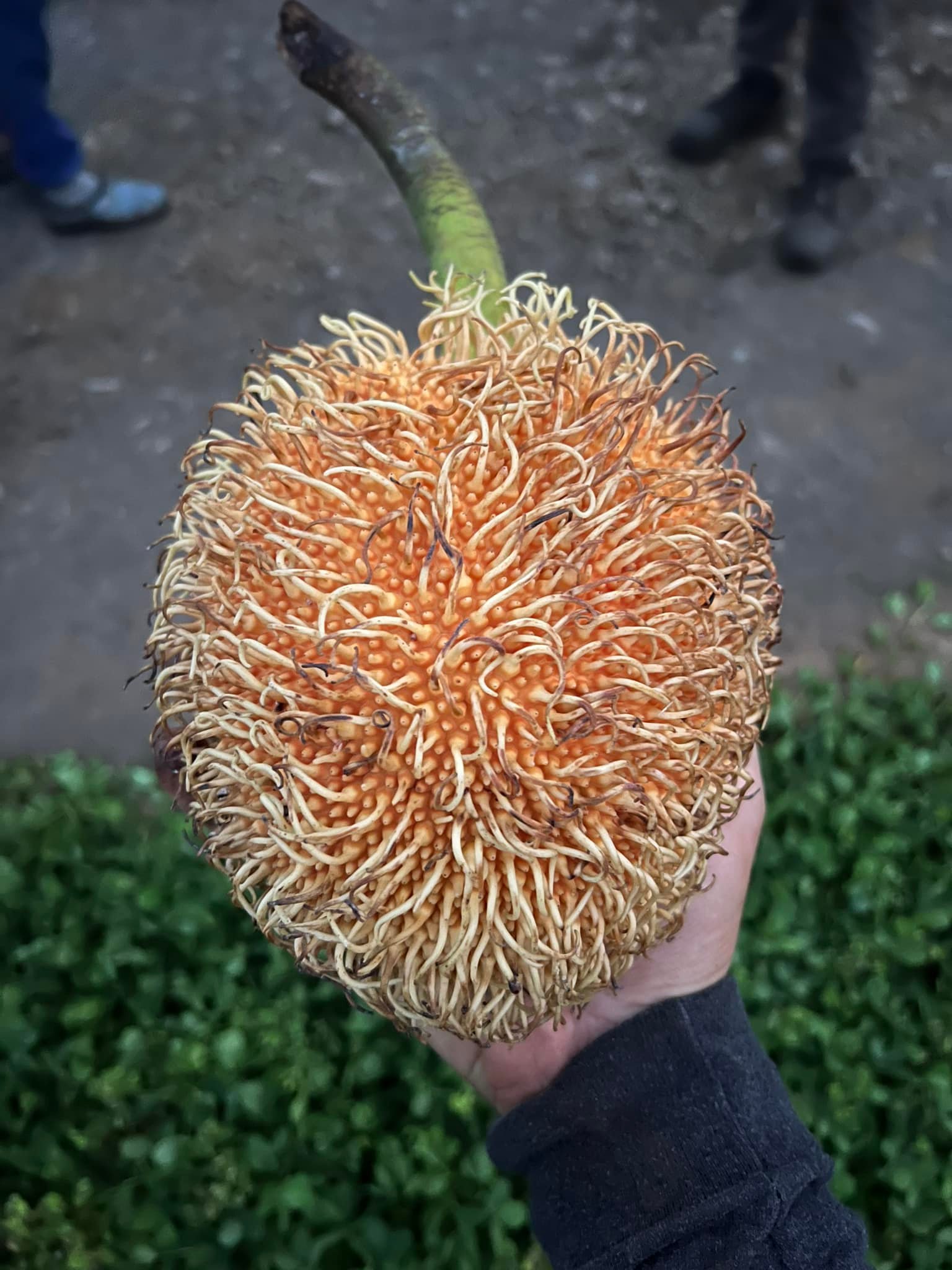 Pedalai (Artocarpus sericicarpus) - 1 germinated seed / 1 gekeimter Samen