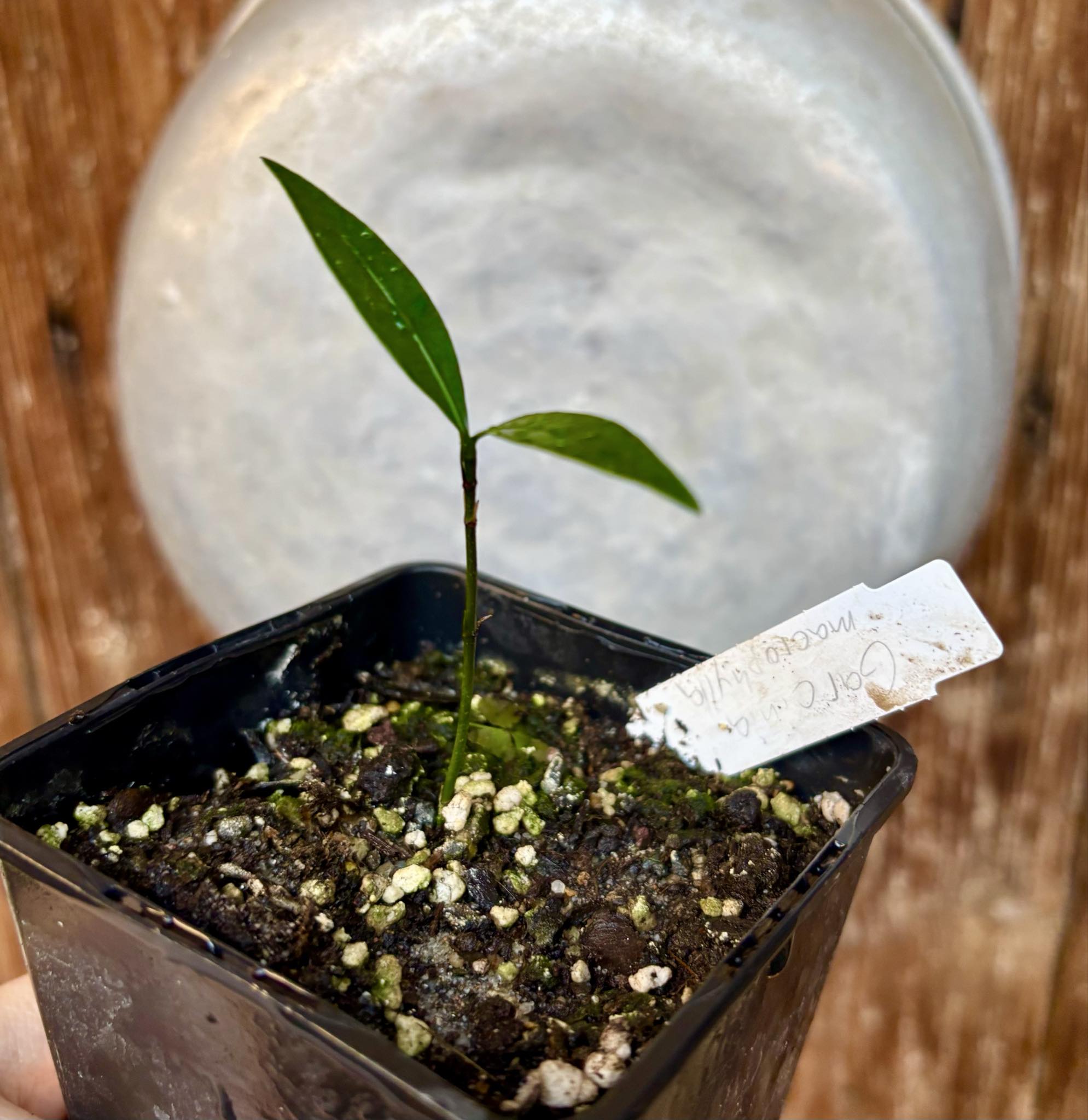 Garcinia macrophylla - 1 potted seedling / 1 getopfter Sämling