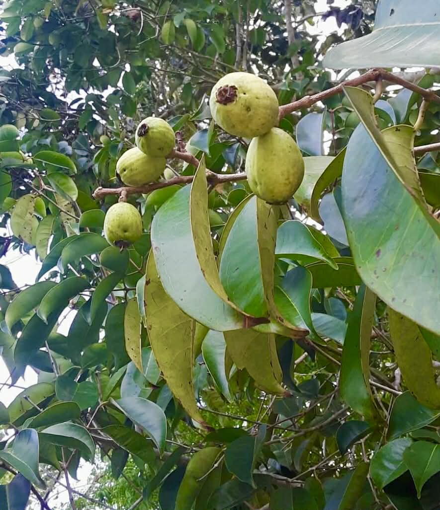 Sea Apple (Syzygium grande) - 1 germinated seed / 1 gekeimter Samen