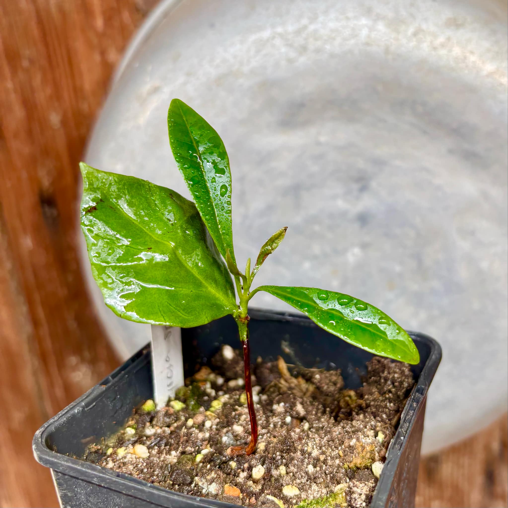 our last plant - Myrcia sp Quina -  1 potted plant / 1 getopfte Pflanze
