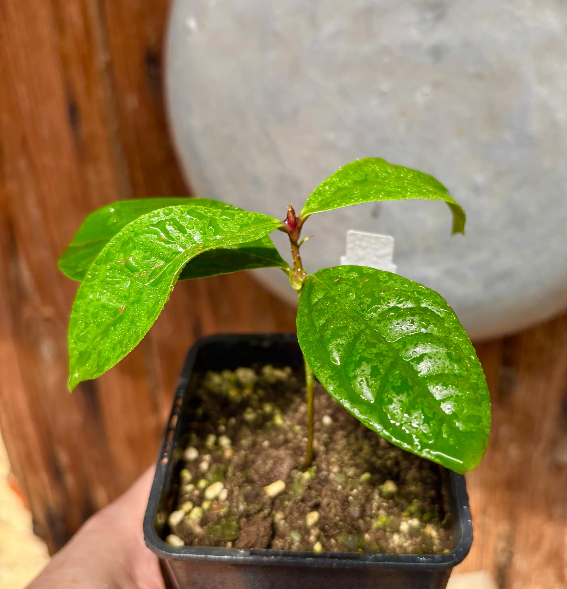 Syzygium siamense - 1 potted plant / 1 getopfte Pflanze