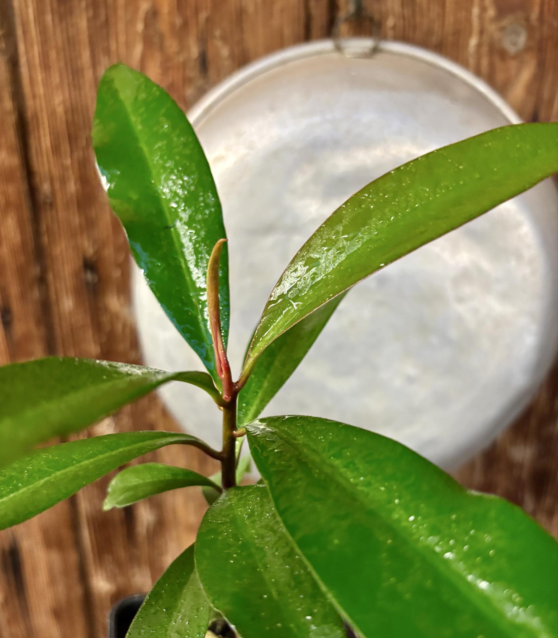 Ardisia elliptica - 1 potted seedling / 1 getopfter Sämling