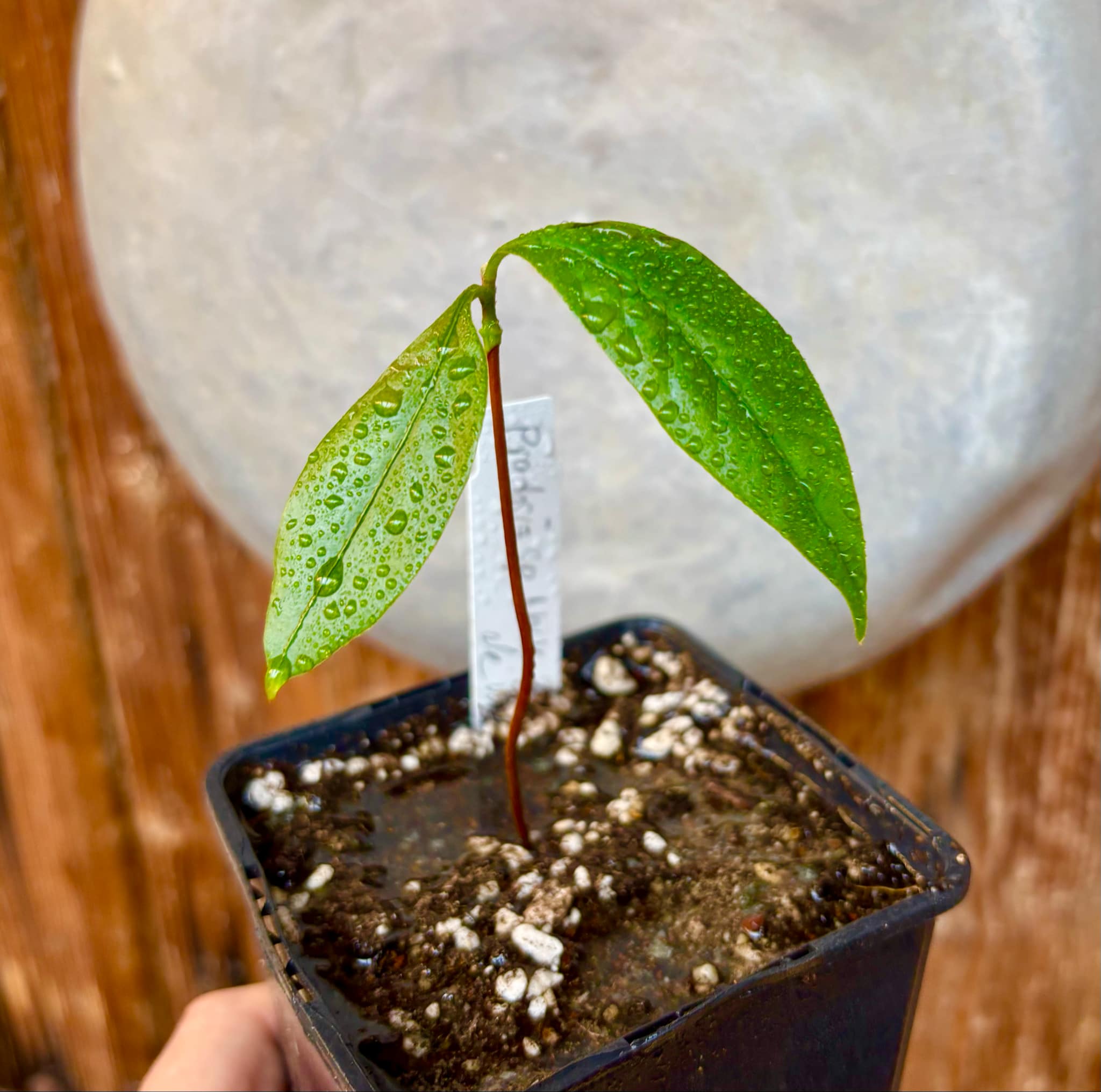 Pradosia sp Nova Cacau de Macaco  -  1 small potted seedling / 1 kleiner, getopfter Sämling