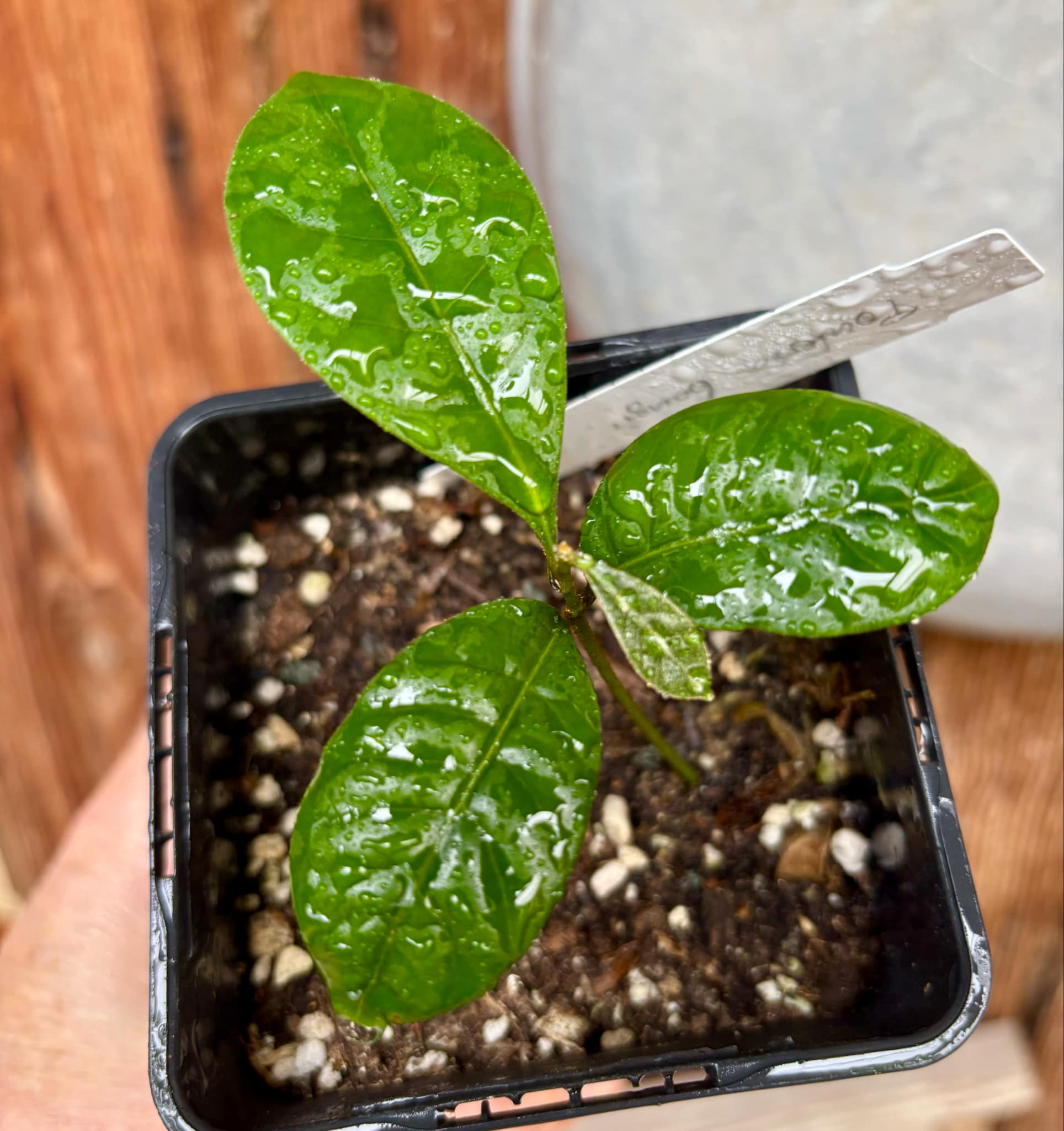 Pouteria bangii - 1 potted plant / 1 getopfte Pflanze