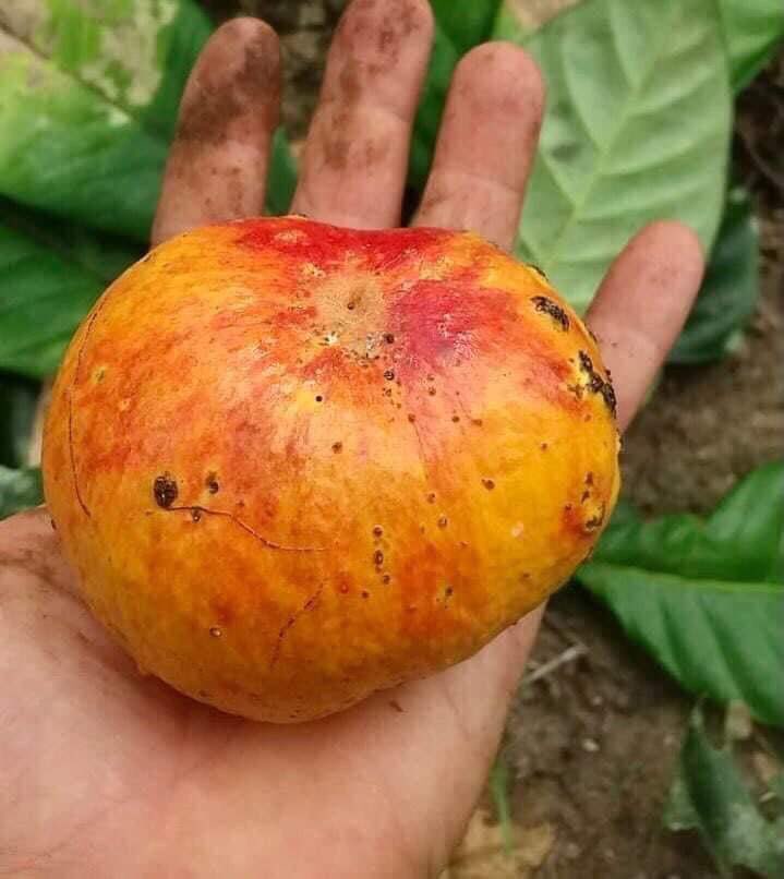Pouteria durlandii - 1 fresh seed / 1 frischer Samen