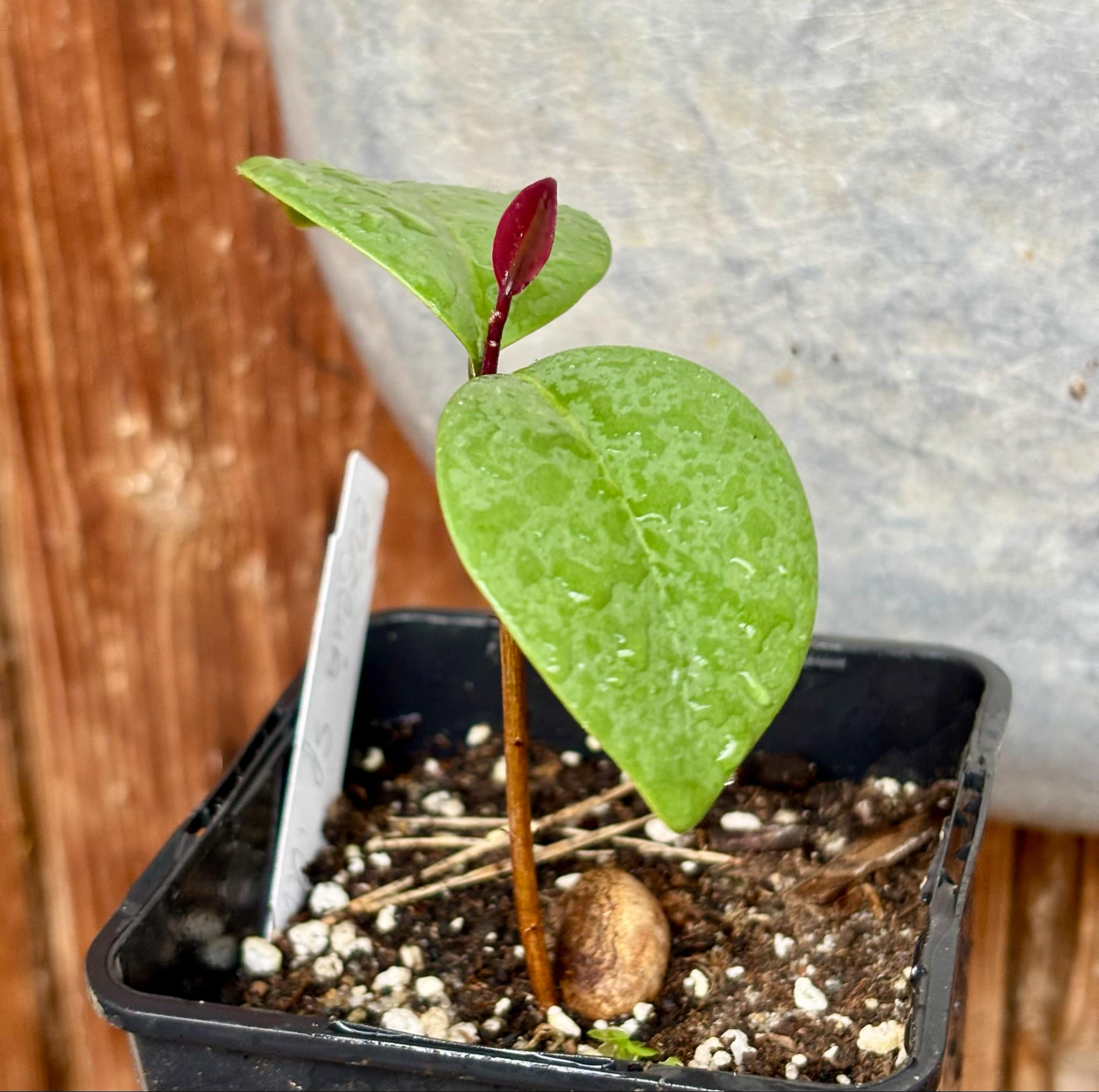 Eugenia sp Unana -  1 small potted seedling / 1 kleiner getopfter Sämling