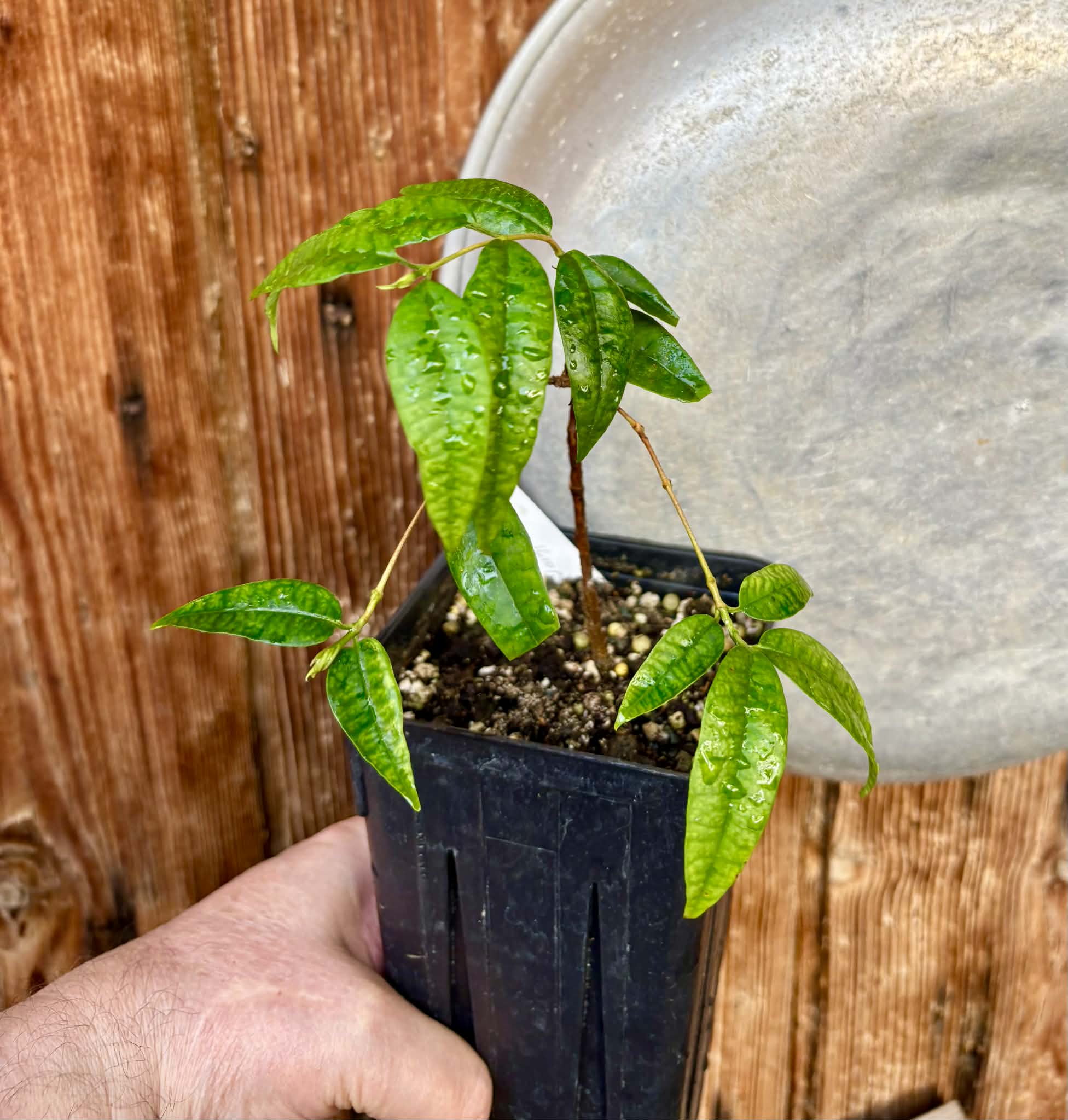 Eugenia anthropophaga - 1 potted plant / 1 getopfte Pflanze