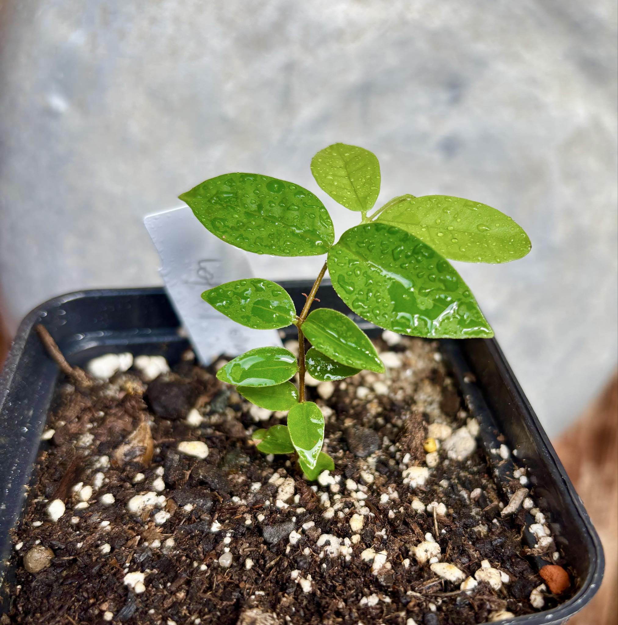Eugenia hirta - 1 potted seedling/ 1 getopfter Sämling