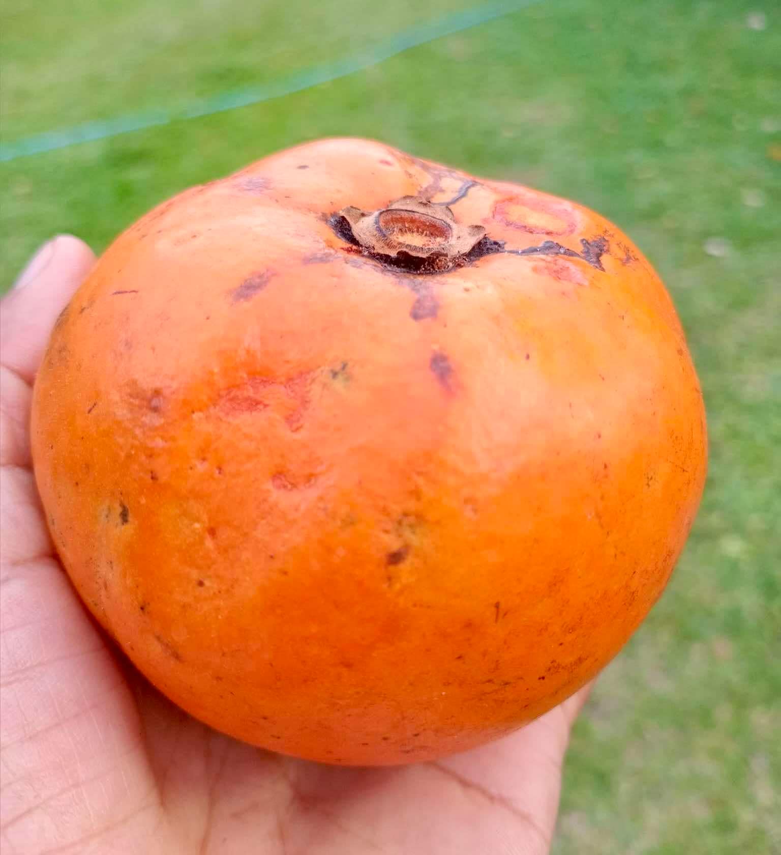 Diospyros dasyphylla -  1 germinated seed / 1 gekeimter Samen