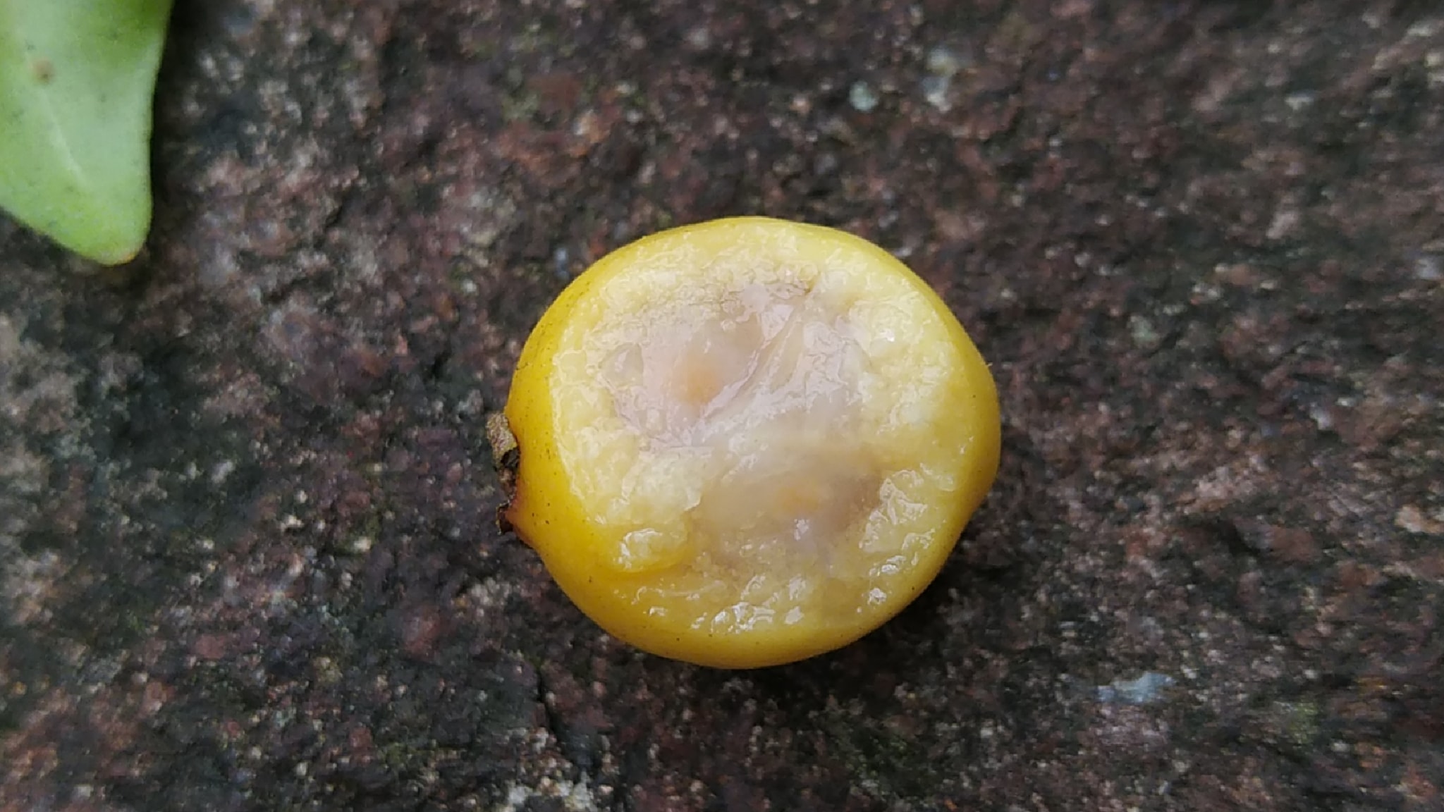 Psidium sartorianum - 1 fresh seed / 1 frischer Samen