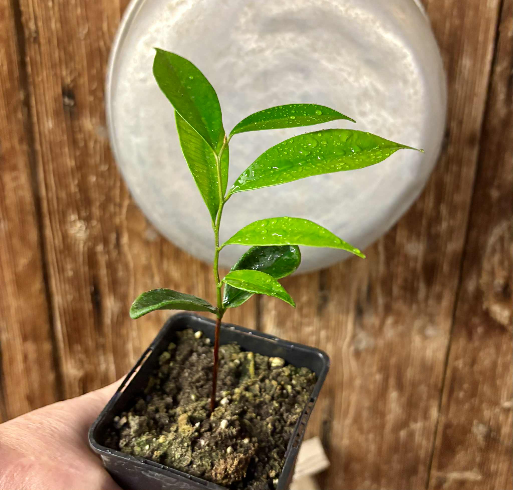 Diploon cuspidatum  -  1 potted seedling / 1 getopfter Sämling