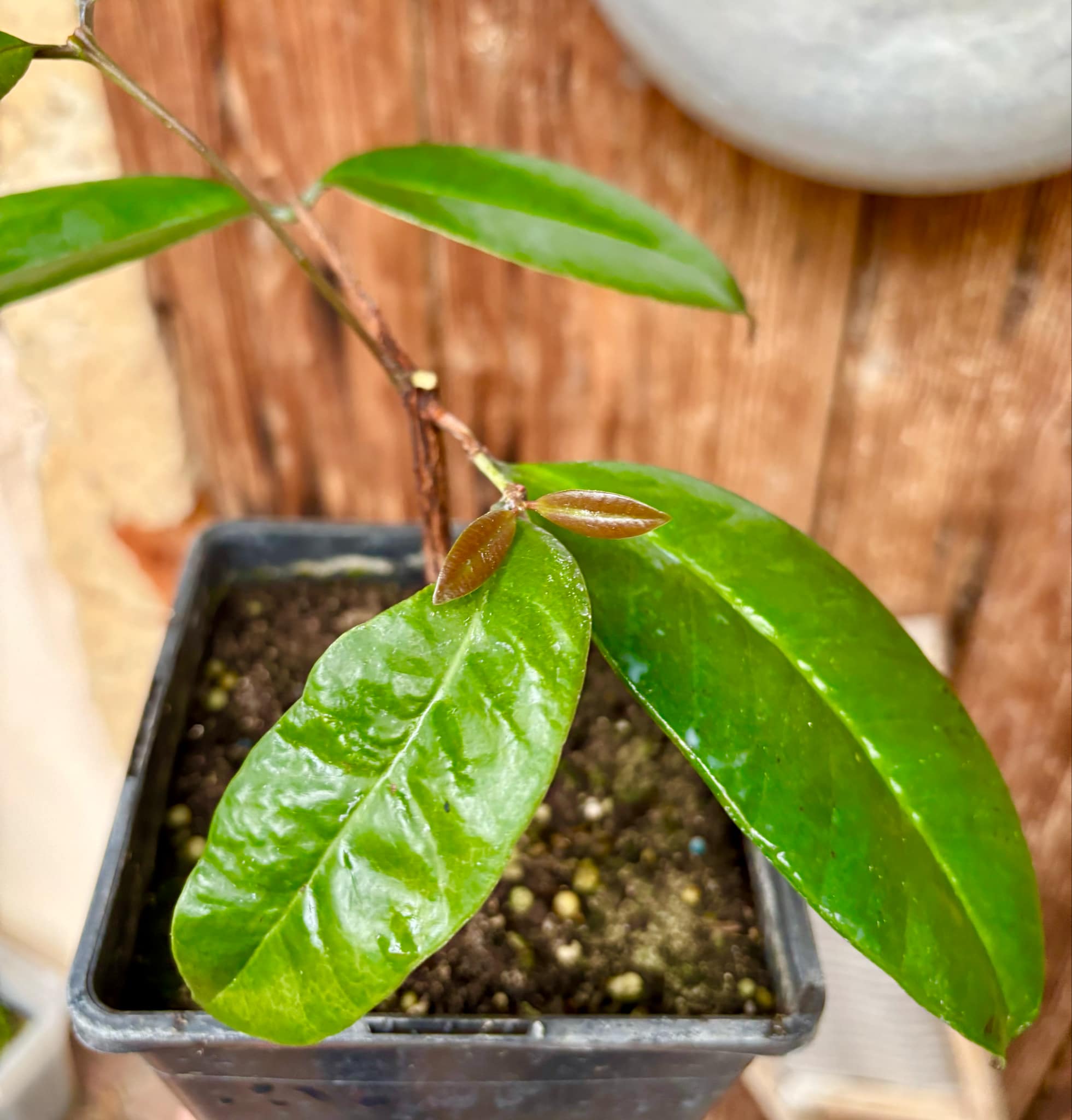 Eugenia sp BIG Eugenao Bolao -  1 potted plant / 1 getopfte Pflanze 