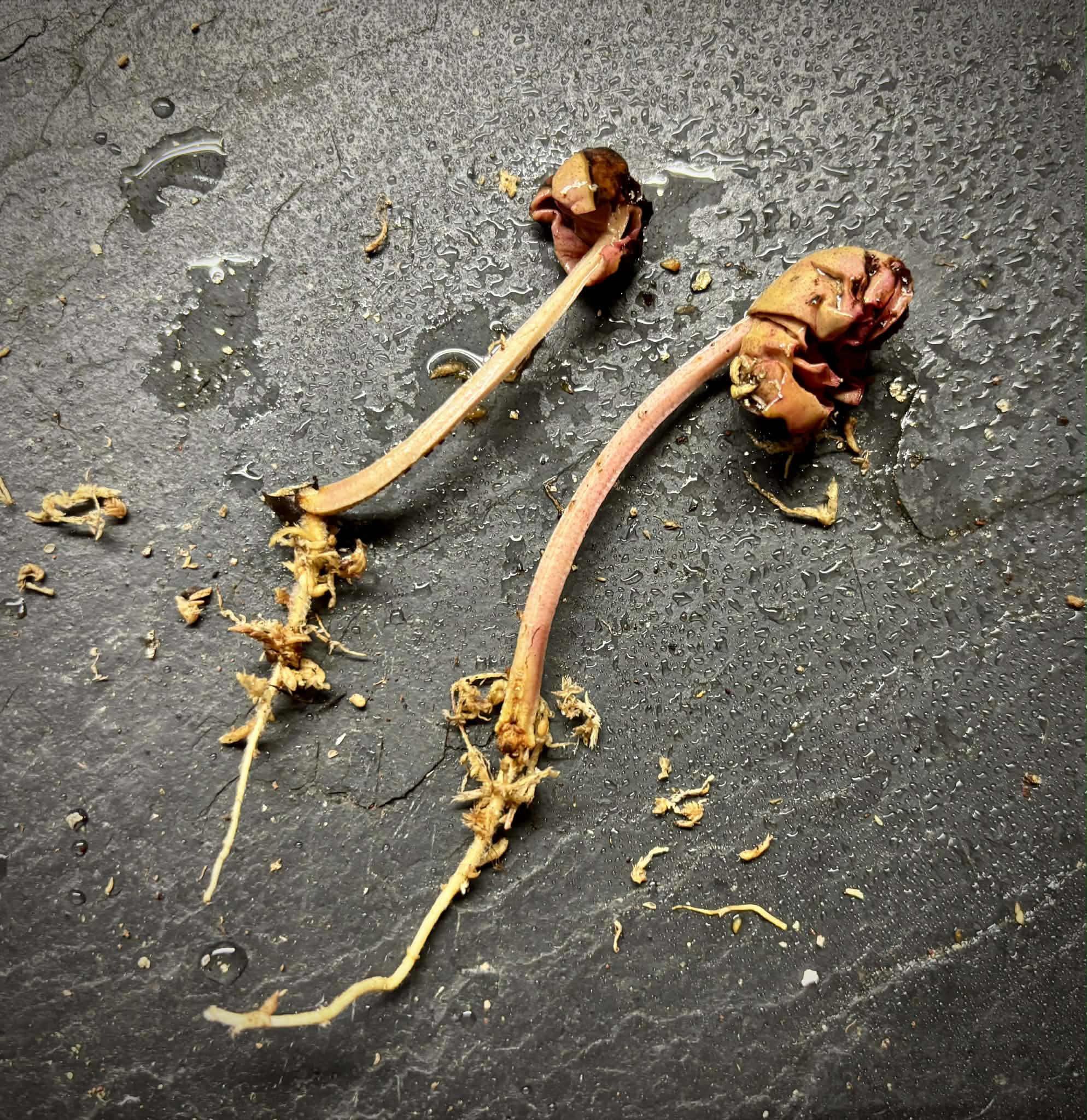Myrcia sp. Camacaensis - 1 germinated seed / 1 gekeimter Samen